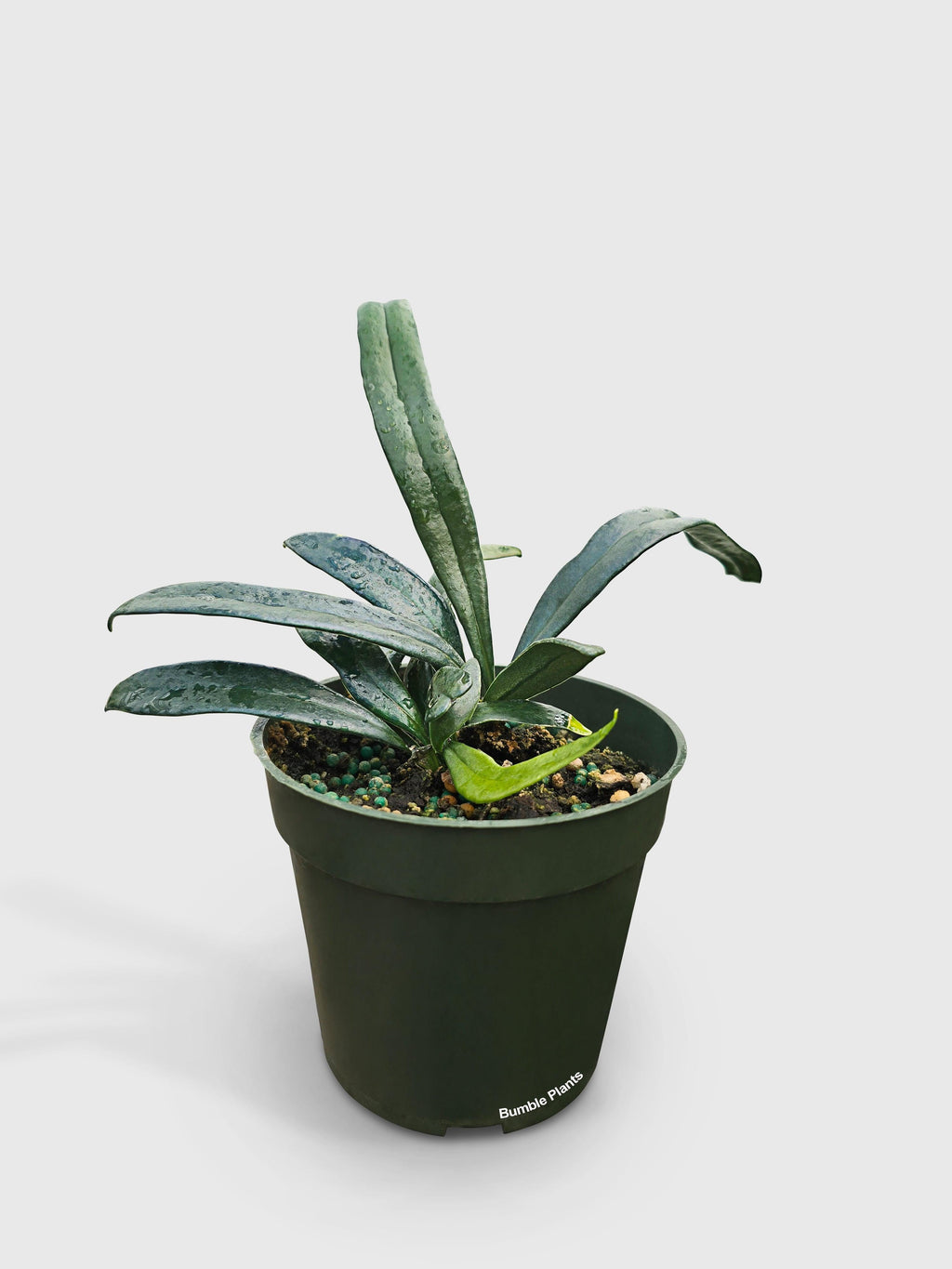 Blue Oil Fern 'Microsorum Thailandicum'