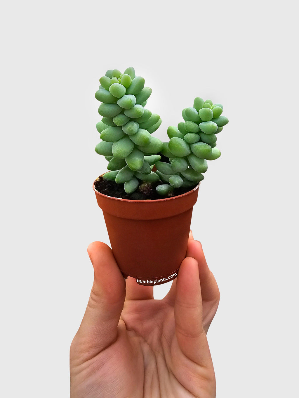 Burro's Donkey Tail Succulent