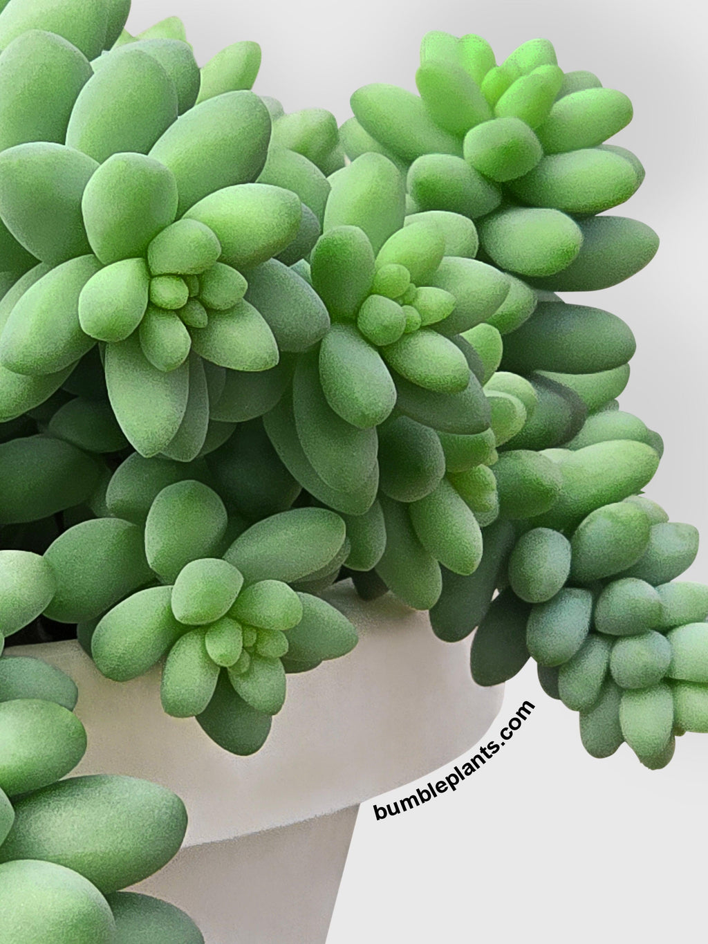 Burro's Donkey Tail Succulent