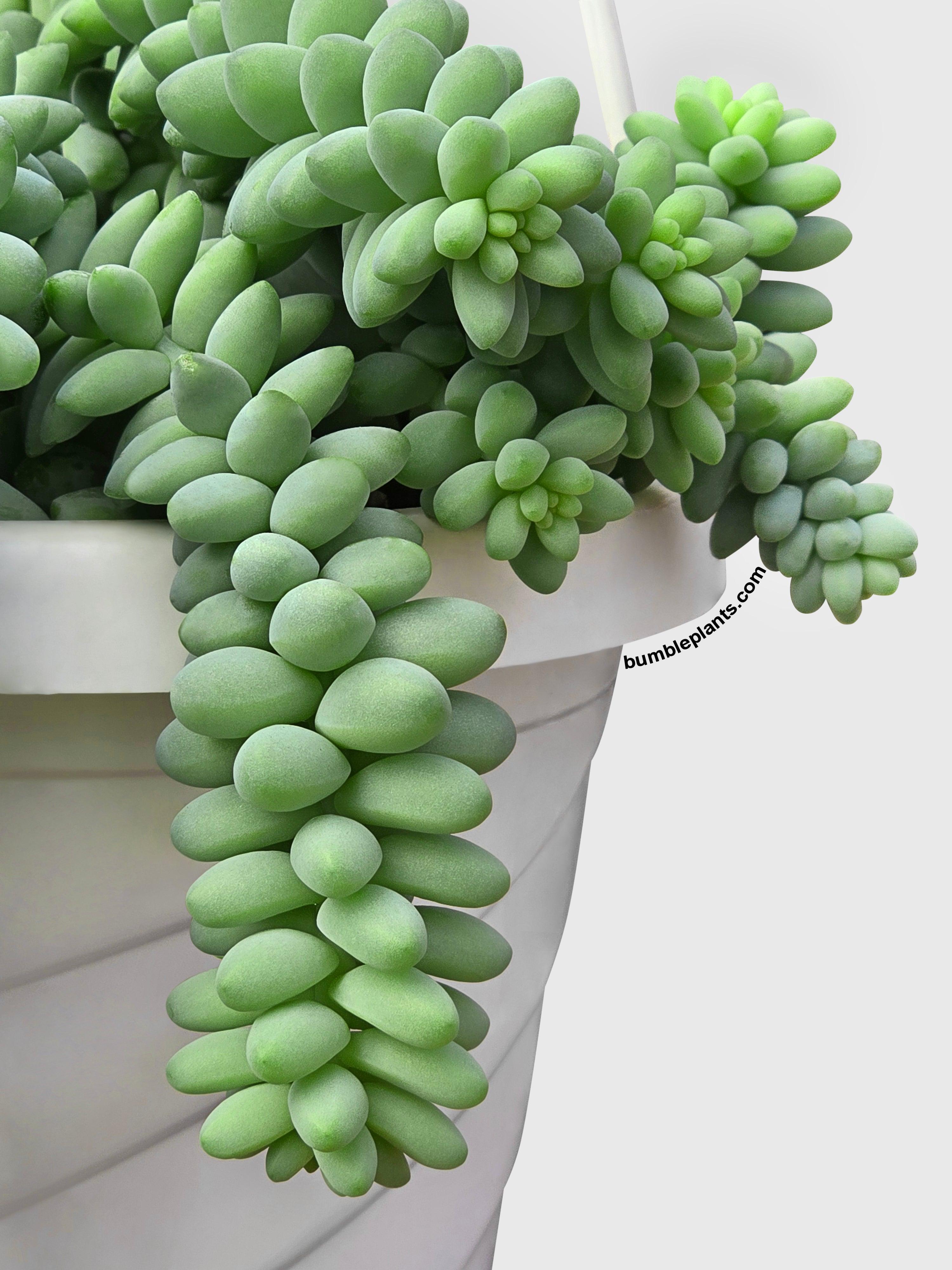 Burro's Donkey Tail Succulent