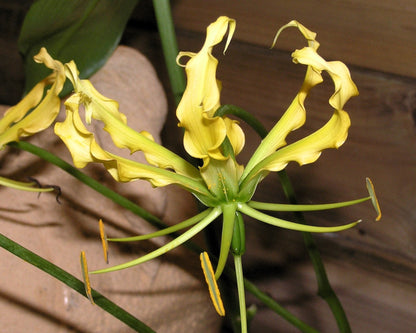 10 YELLOW GLORIOSA LILY Flame Lily Gloriosa Lutea Flower Vine Seeds