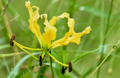 10 YELLOW GLORIOSA LILY Flame Lily Gloriosa Lutea Flower Vine Seeds