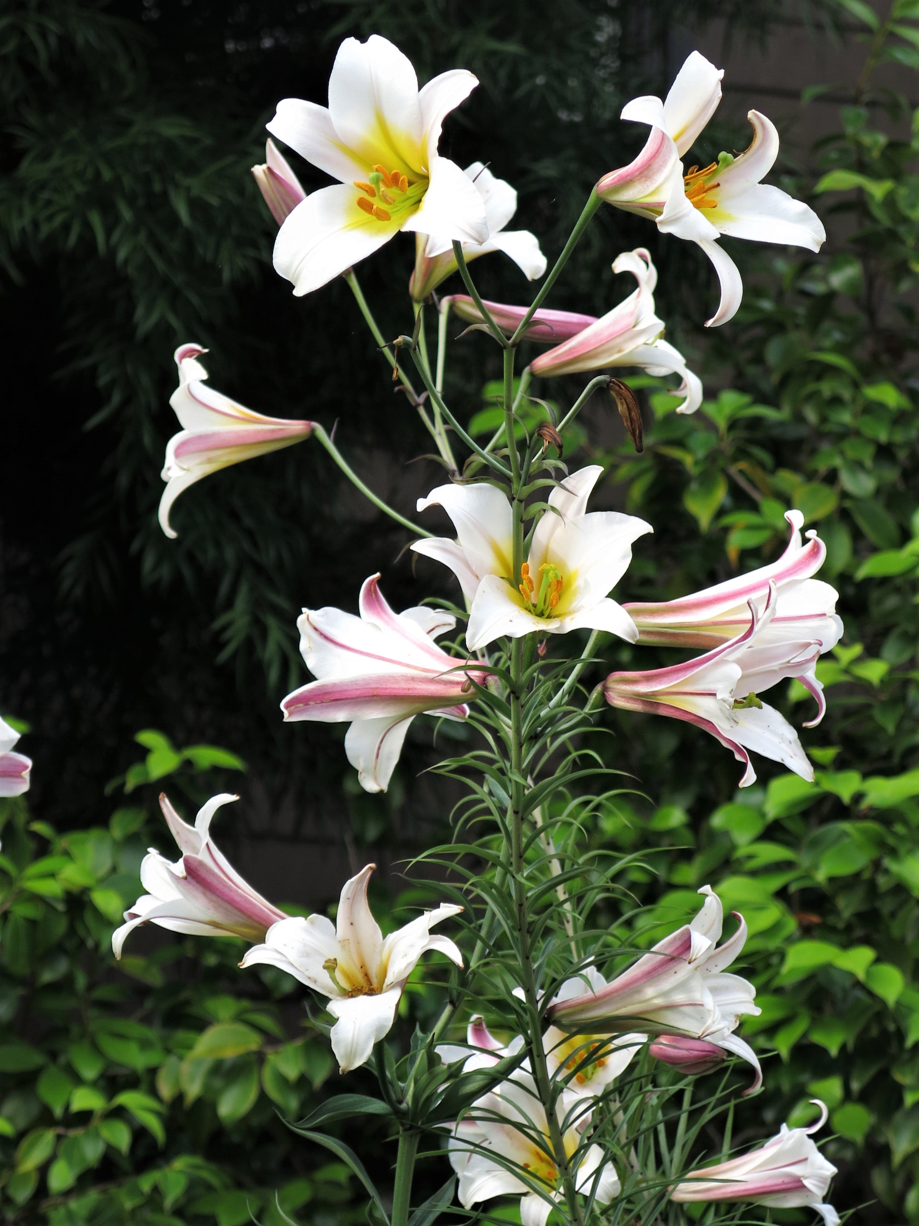 10 REGAL TRUMPET LILY aka Royal / King's Lilium Regale White Pink Yellow Flower Seeds