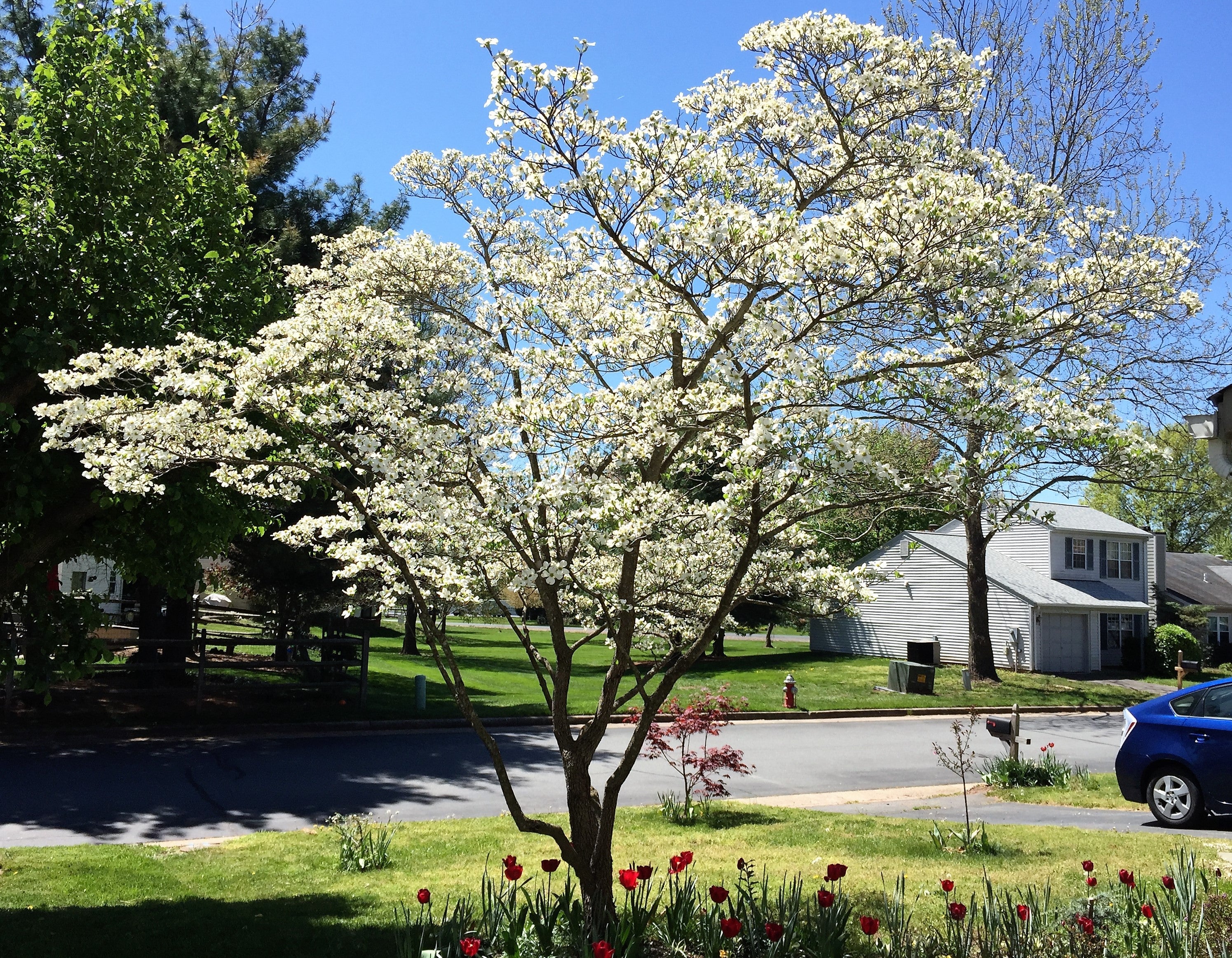 10 American WHITE FLOWERING DOGWOOD Small Tree Cornus Florida Seeds