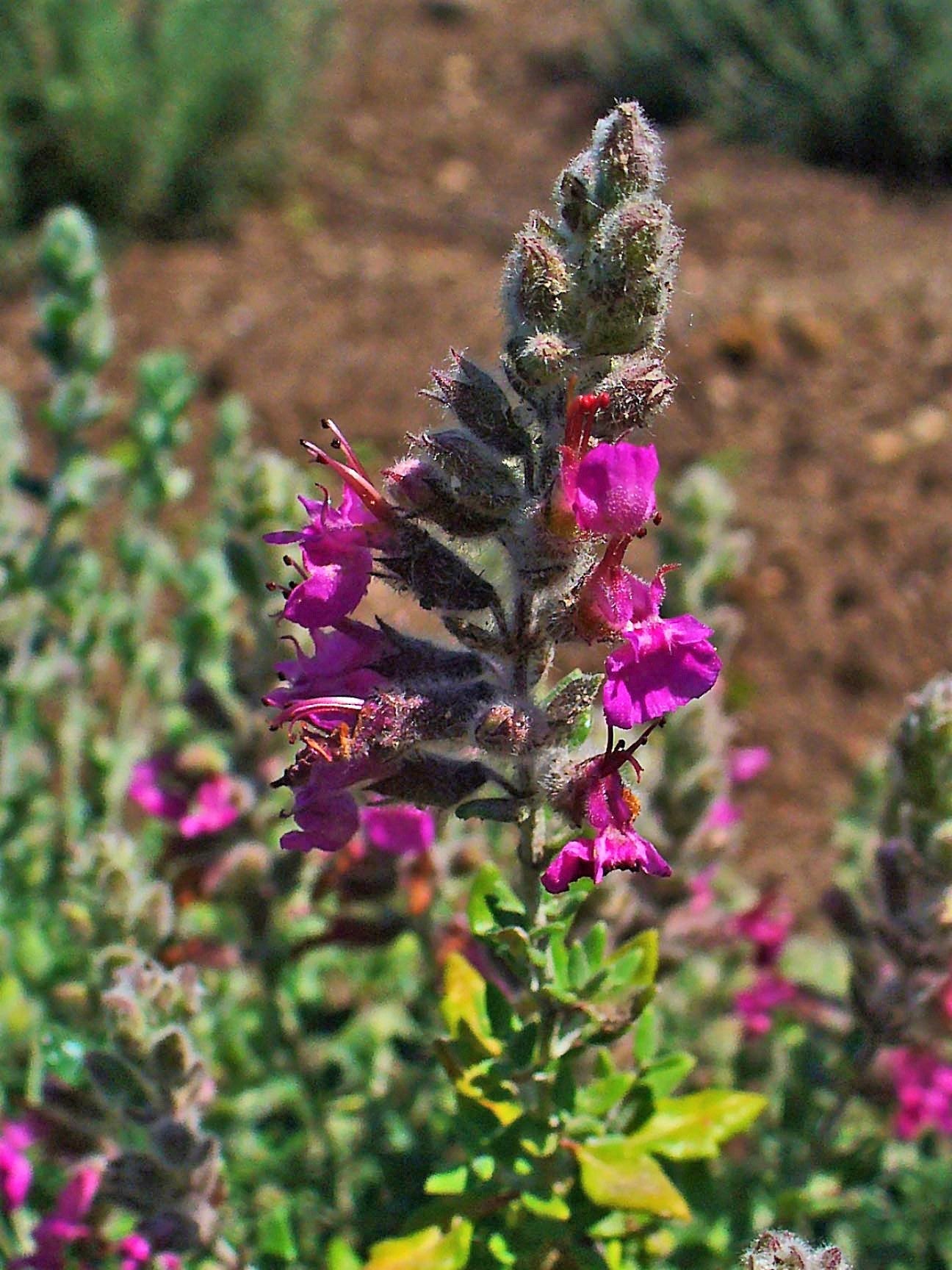 20 CAT THYME Teucrium Marum aka Cat Crack, Kitty Crack, & Mediterranean Germander Silvery Foliage Red Purple Flower Herb Sub-Shrub Seeds
