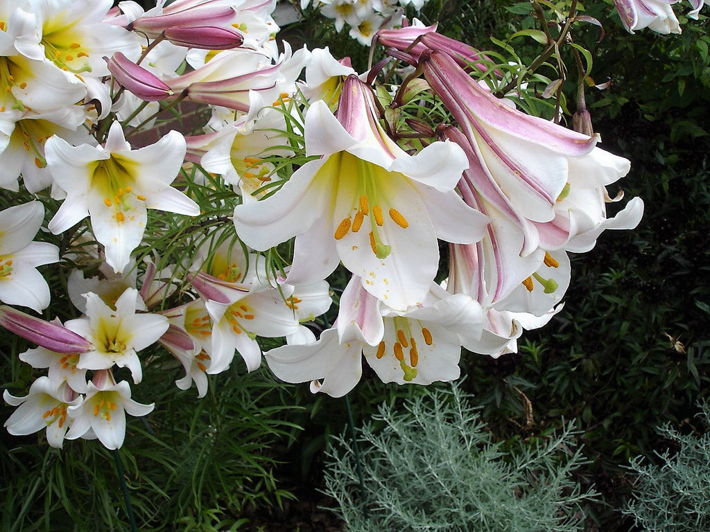 10 REGAL TRUMPET LILY aka Royal / King's Lilium Regale White Pink Yellow Flower Seeds