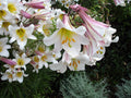 10 REGAL TRUMPET LILY aka Royal / King's Lilium Regale White Pink Yellow Flower Seeds