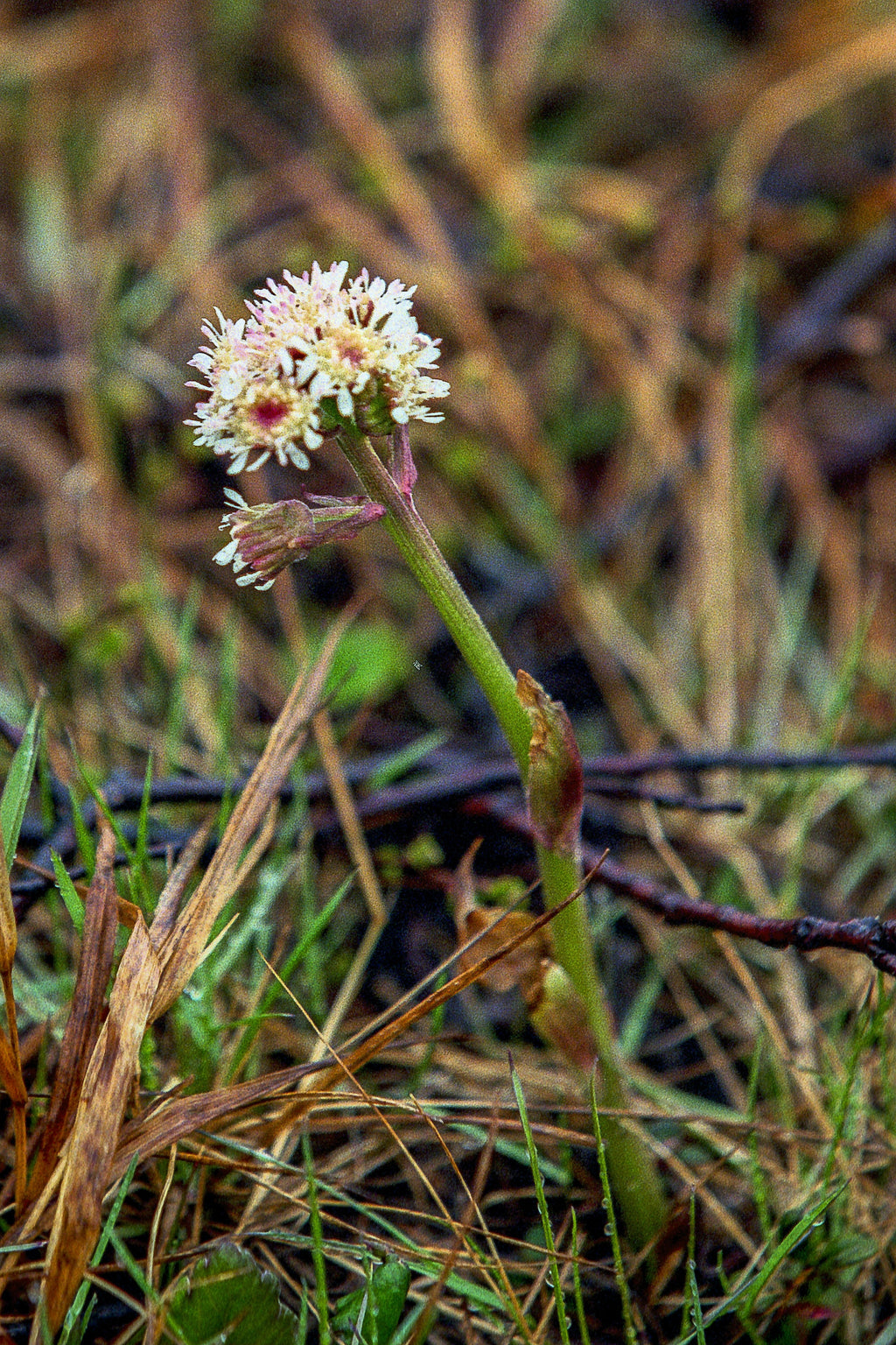 100 ARCTIC SWEET COLTSFOOT Petasites Frigidus Sun Shade Moist White Pink Flower Herb Seeds