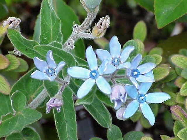 10 TWEEDIA BLUE MILKWEED Southern Star of Argentine Tweedia Caerulea syn. Oxypetalum Flower Vine Seeds