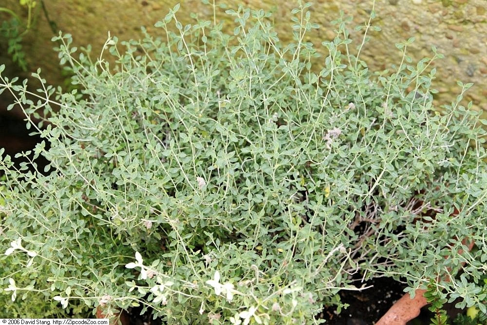 20 CAT THYME Teucrium Marum aka Cat Crack, Kitty Crack, & Mediterranean Germander Silvery Foliage Red Purple Flower Herb Sub-Shrub Seeds