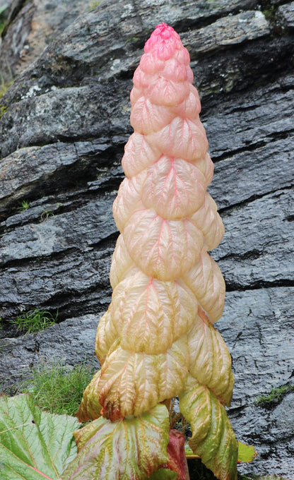 5 NOBLE RHUBARB Rheum Nobile Ornamental Sikkim Himalayan Glasshouse Plant Seeds