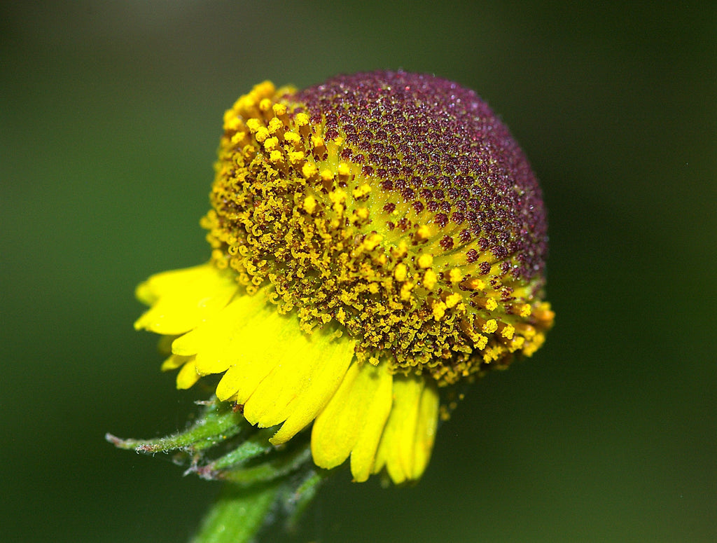 50 ROSILLA Helenium Puberulum Autumn Lollipop Sneezeweed Dogtooth Daisy Helen's Flower Yellow & Red Herb Seeds