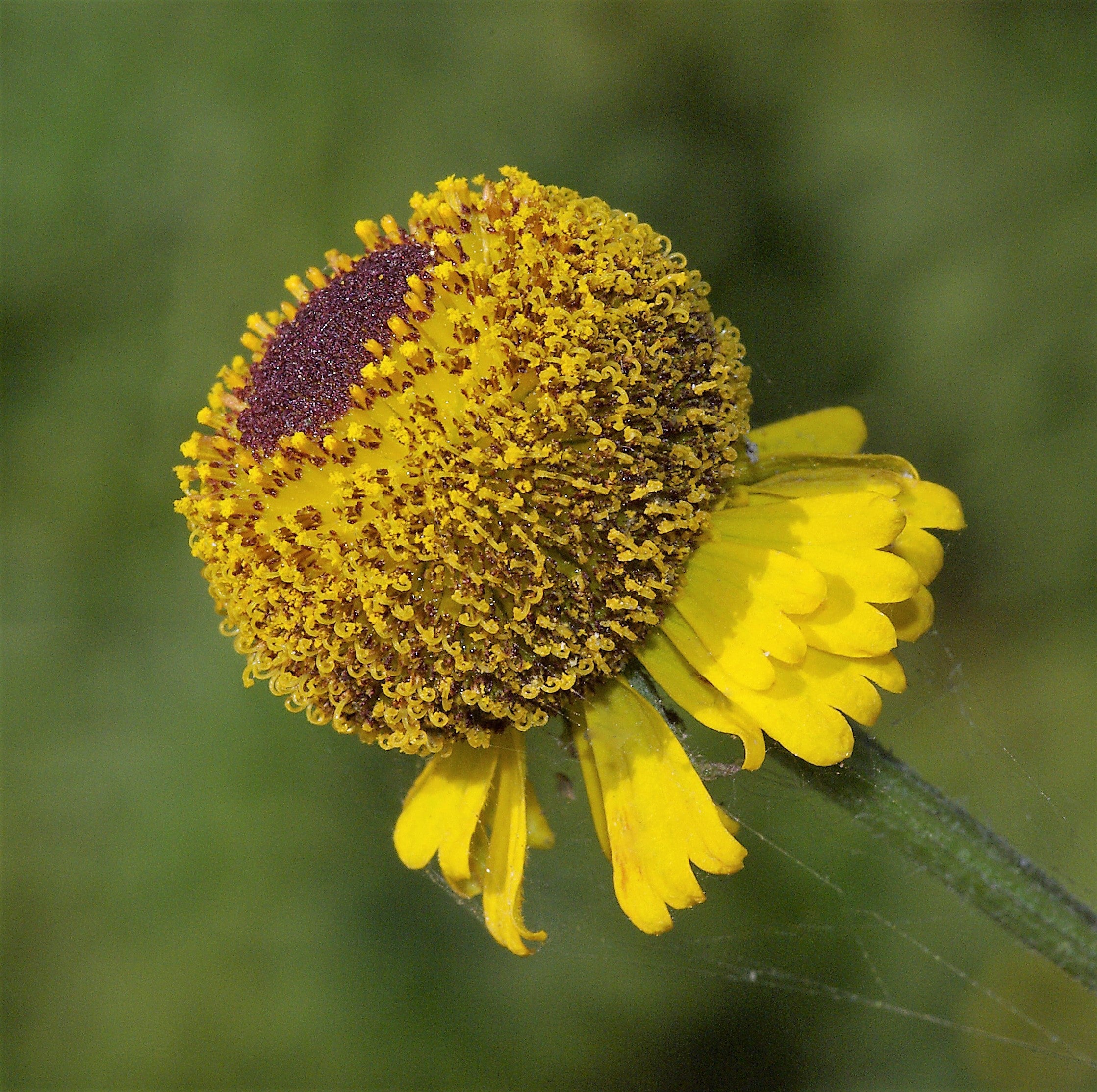 50 ROSILLA Helenium Puberulum Autumn Lollipop Sneezeweed Dogtooth Daisy Helen's Flower Yellow & Red Herb Seeds