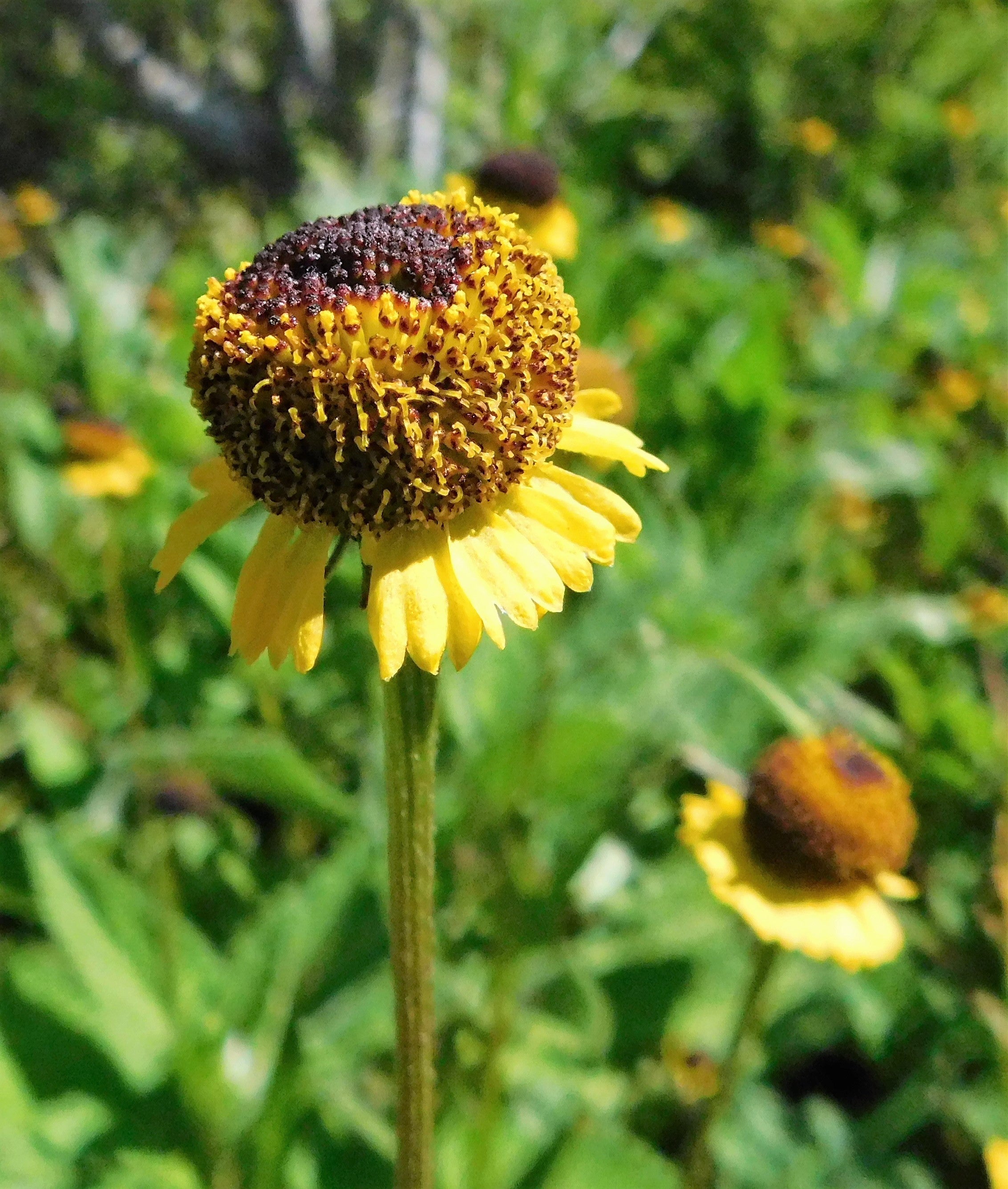 50 ROSILLA Helenium Puberulum Autumn Lollipop Sneezeweed Dogtooth Daisy Helen's Flower Yellow & Red Herb Seeds