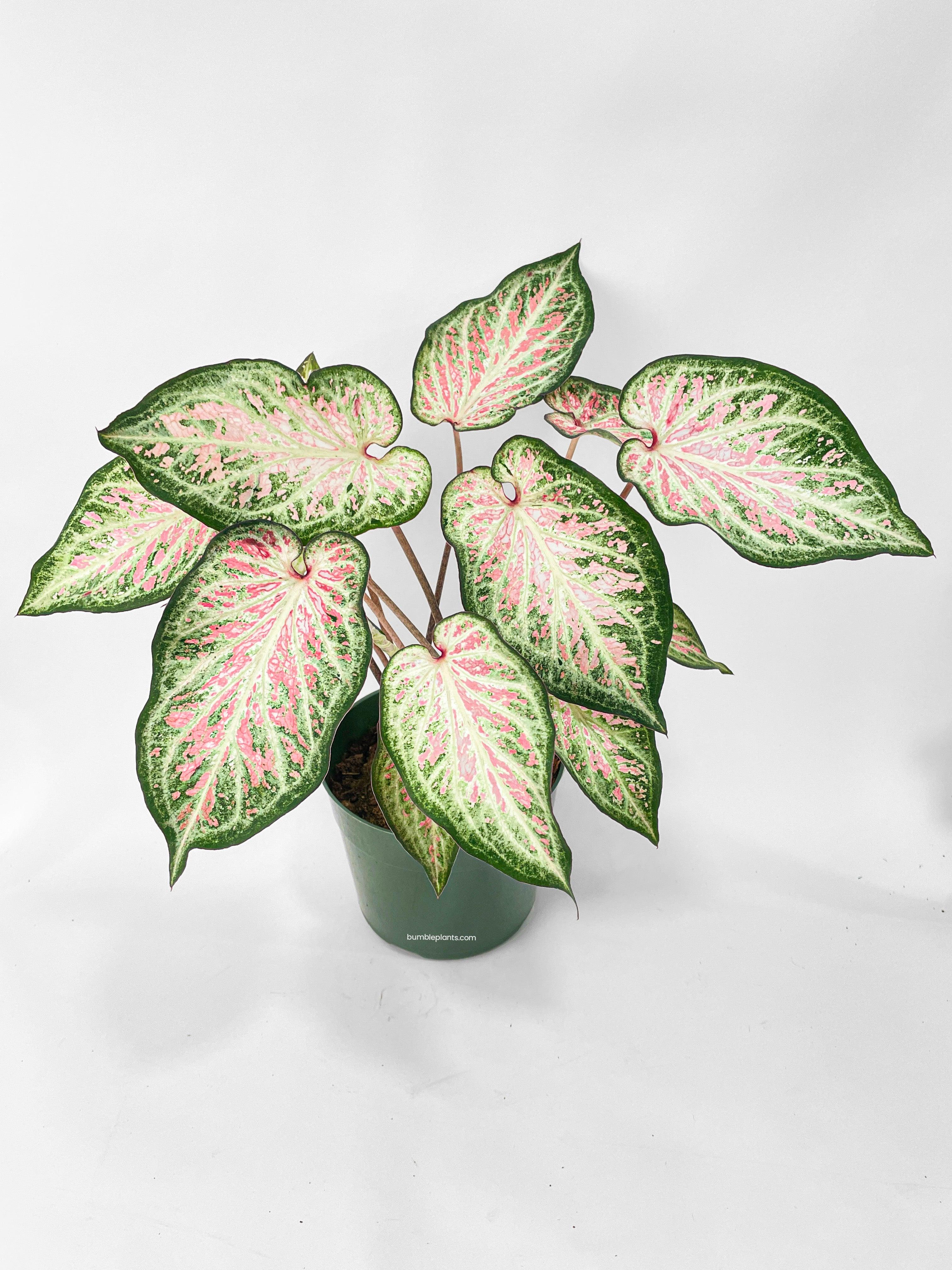Caladium Candyland Pink & Green Angel Wings