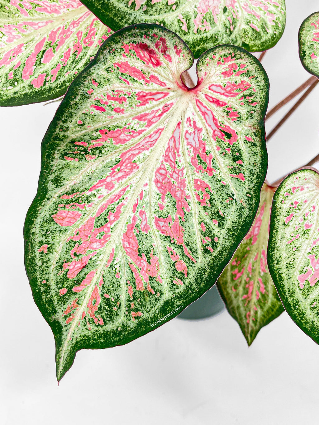 Caladium Candyland Pink & Green Angel Wings