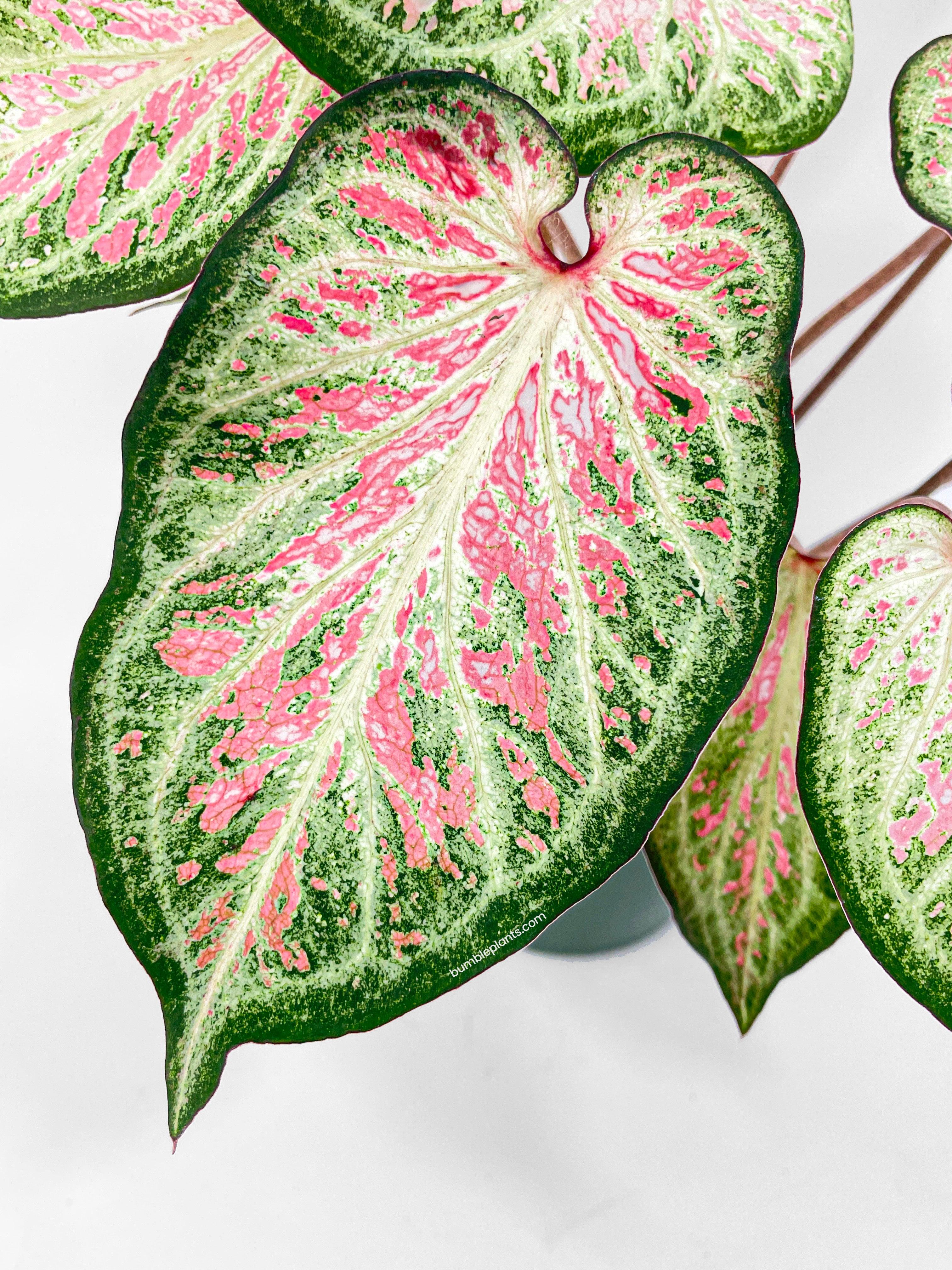 Caladium Candyland Pink & Green Angel Wings