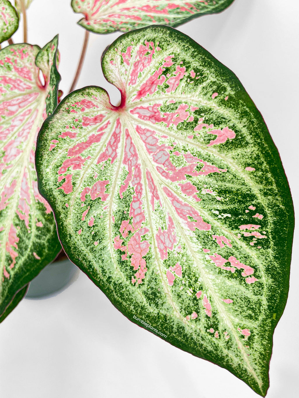 Caladium Candyland Pink & Green Angel Wings