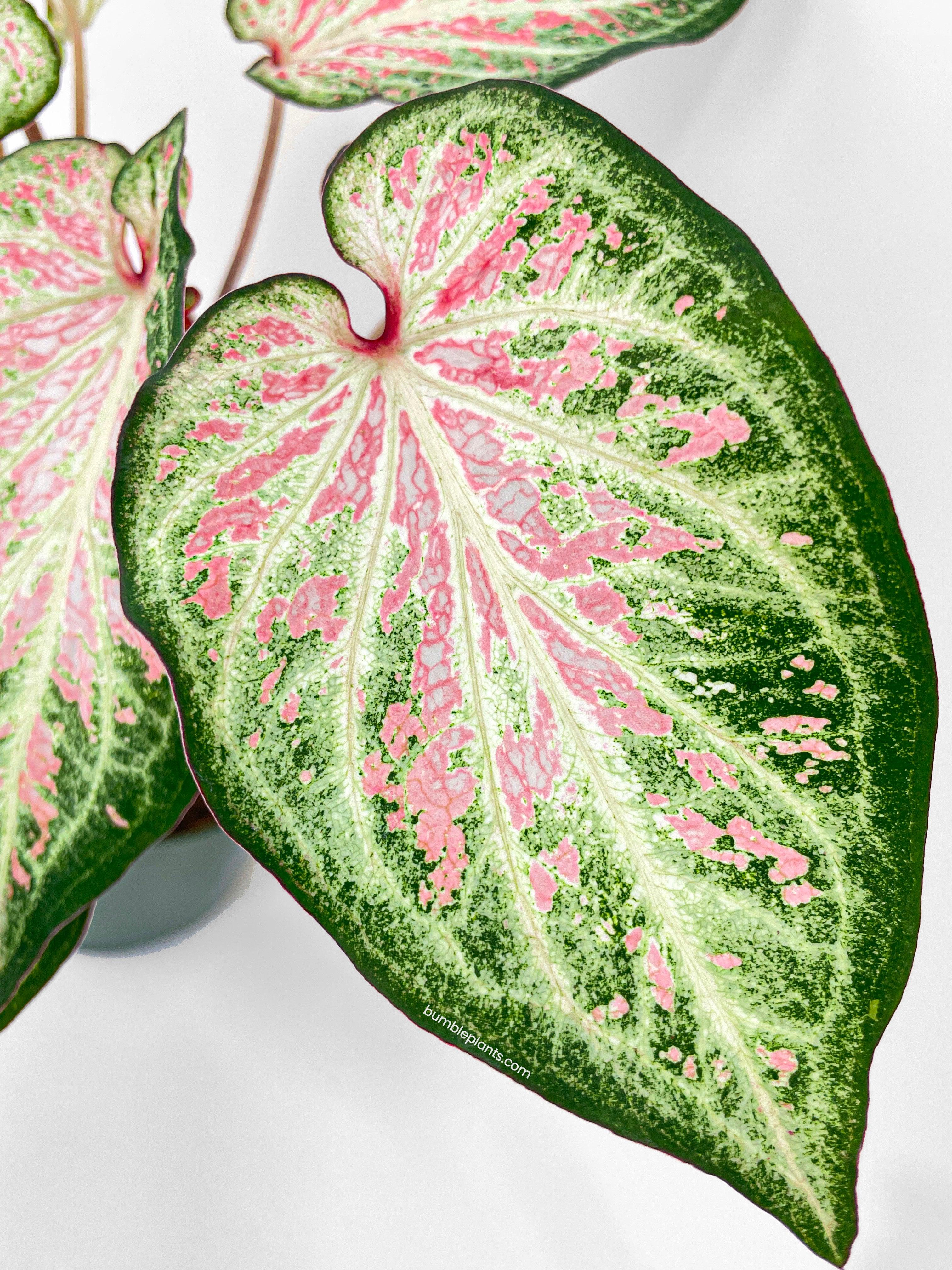 Caladium Candyland Pink & Green Angel Wings