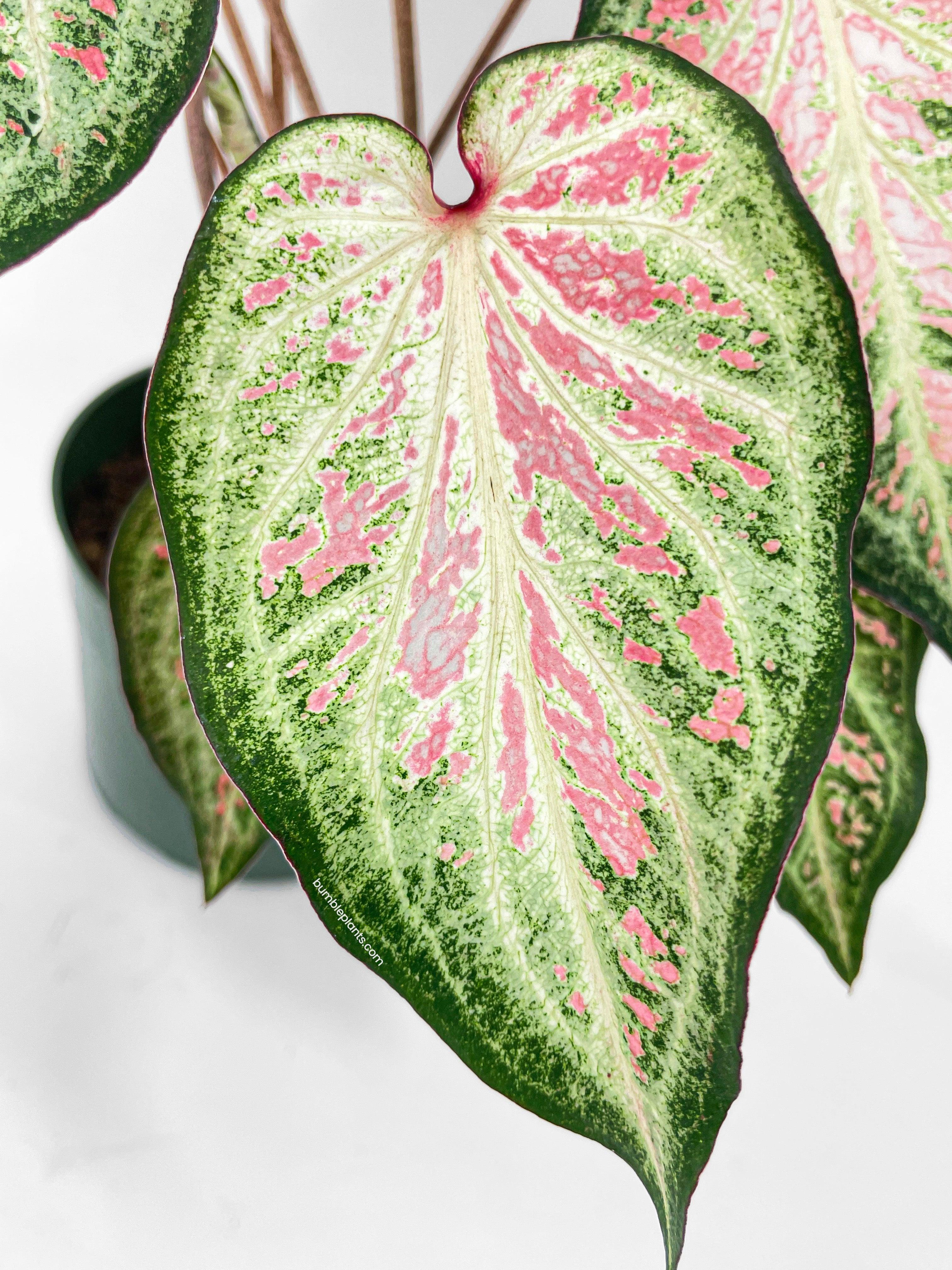 Caladium Candyland Pink & Green Angel Wings
