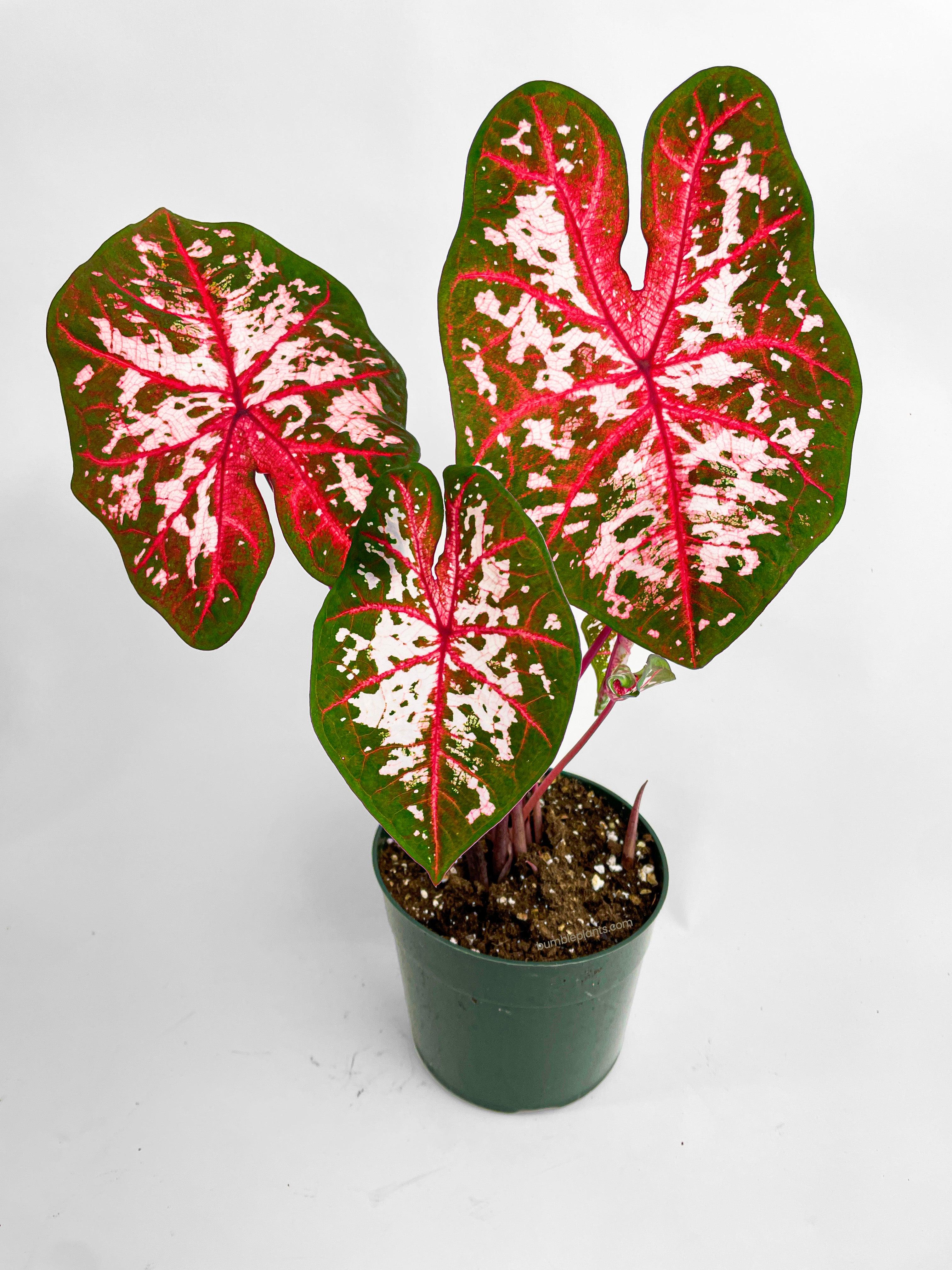 Caladium Carolyn Whorton