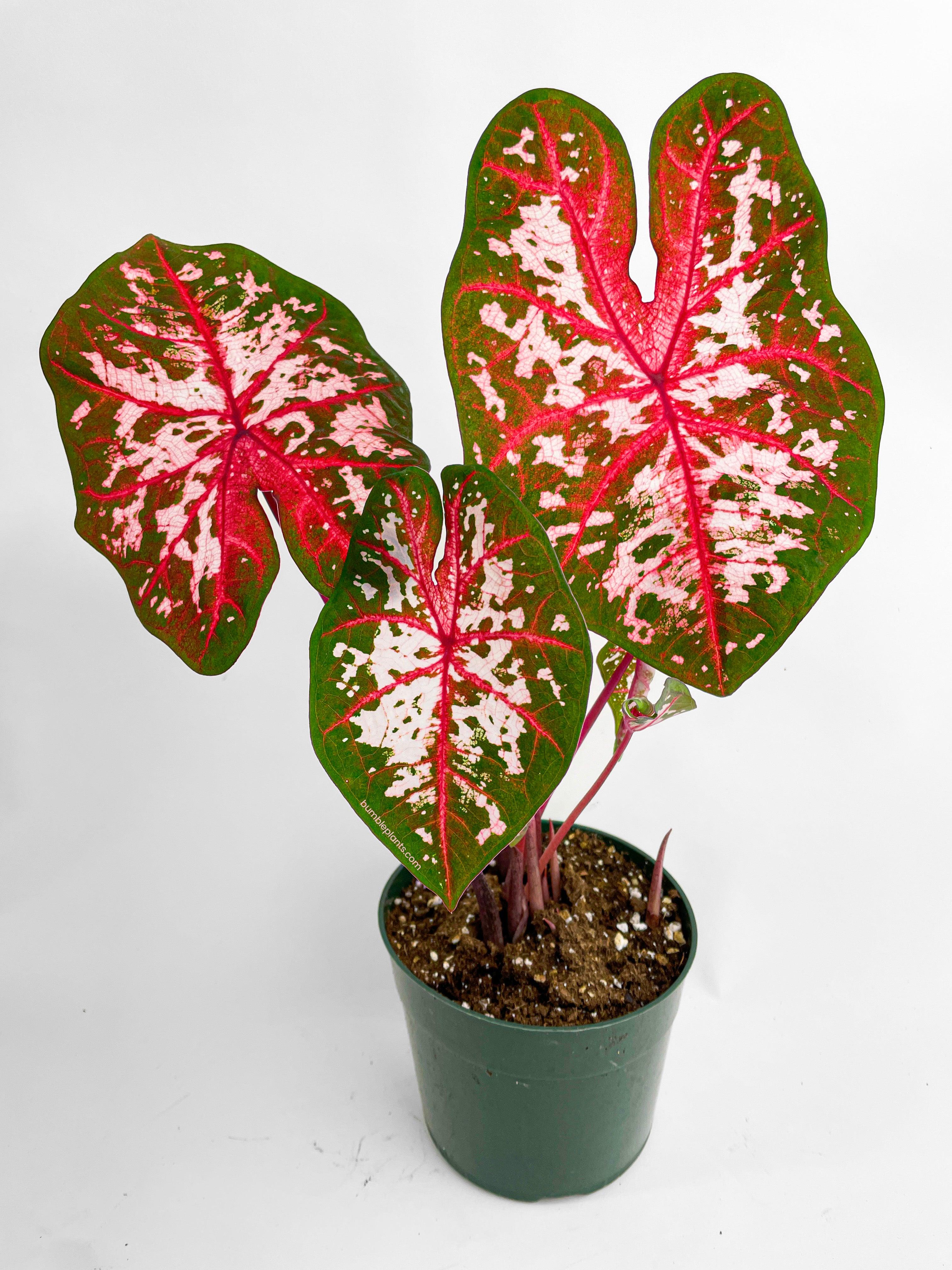 Caladium Carolyn Whorton
