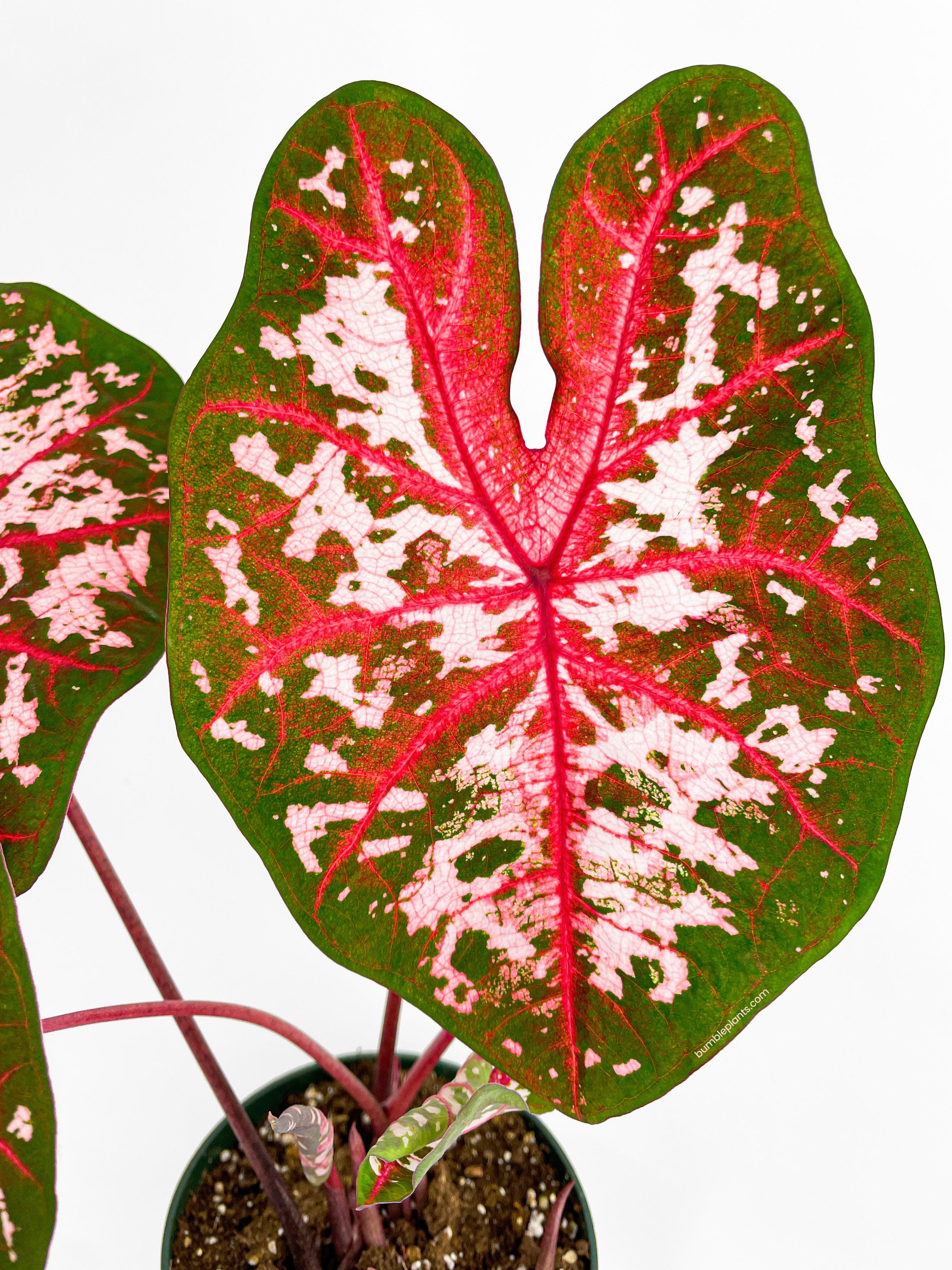 Caladium Carolyn Whorton