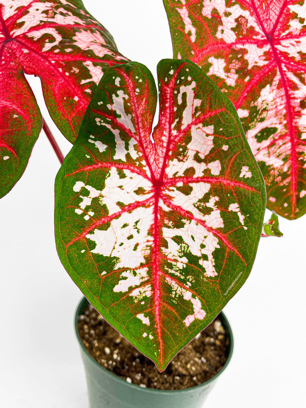 Caladium Carolyn Whorton