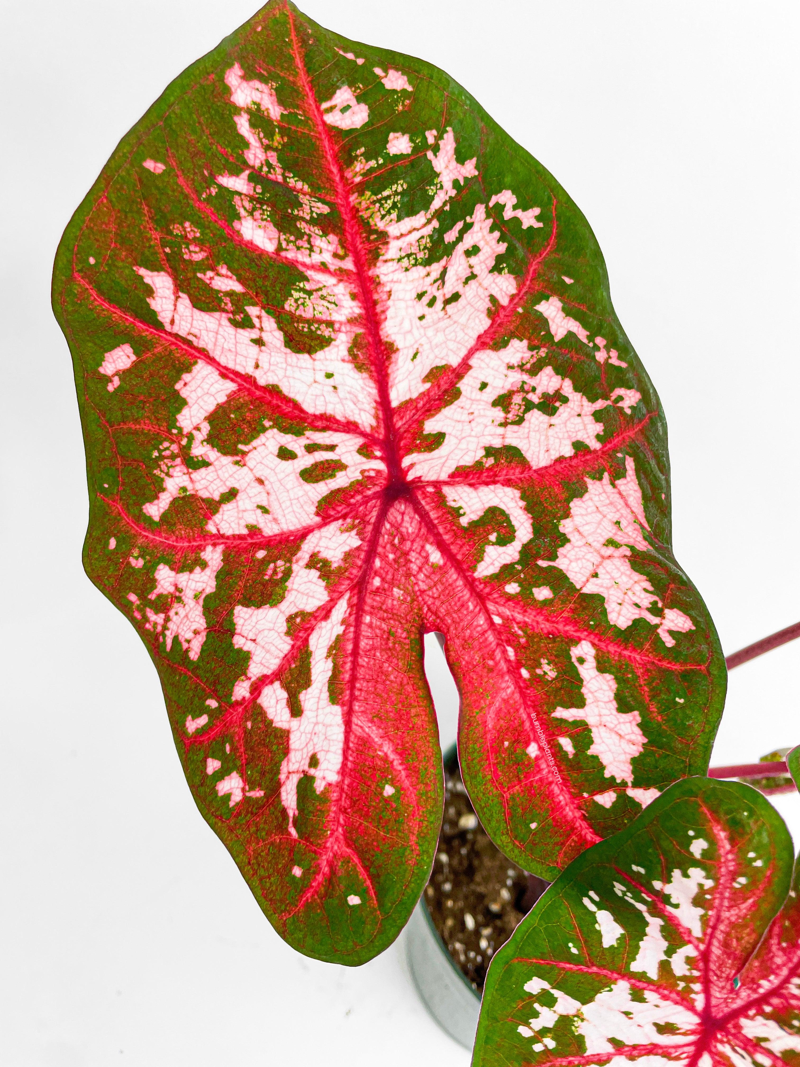 Caladium Carolyn Whorton