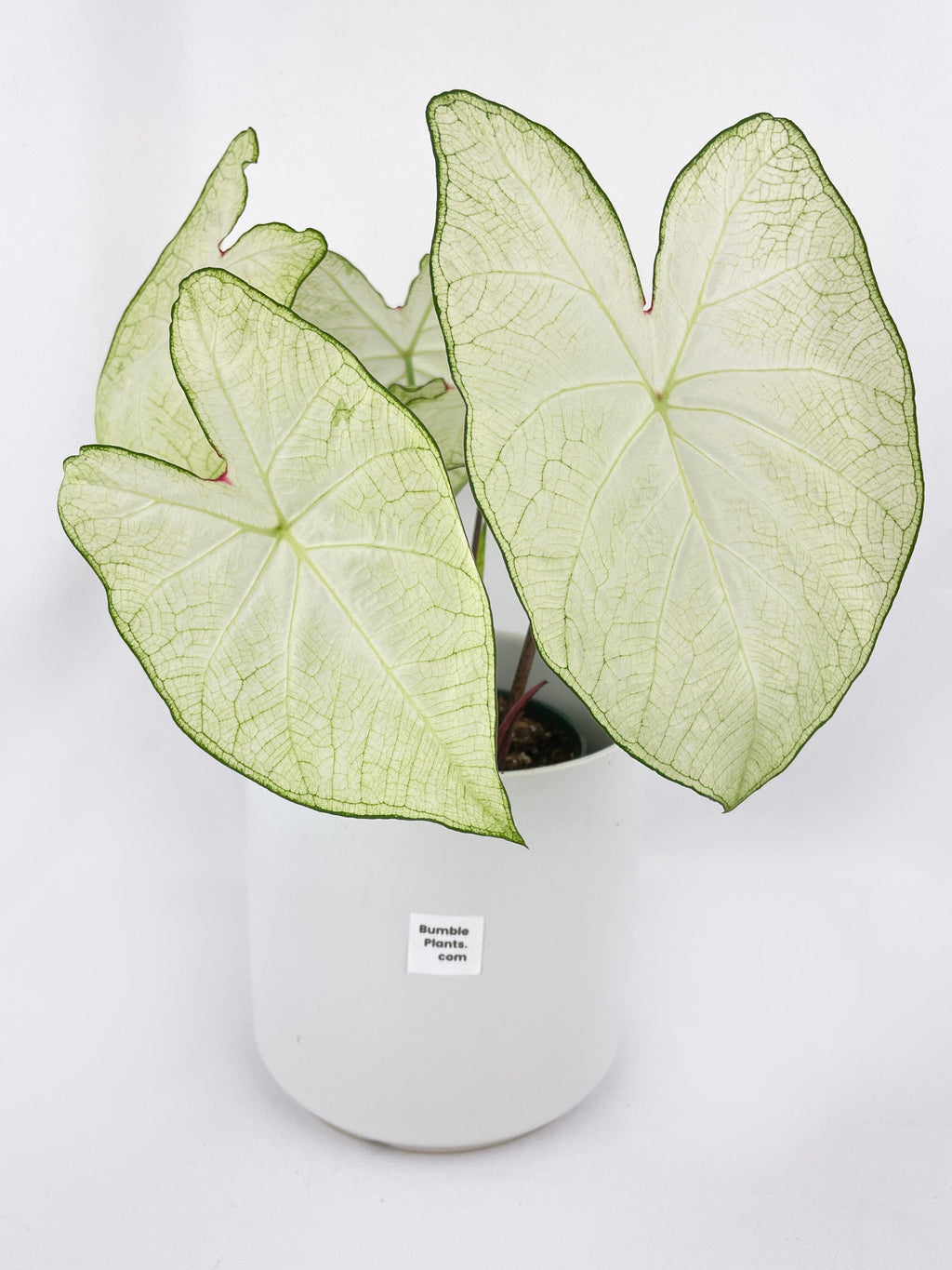 Caladium Florida Moonlight