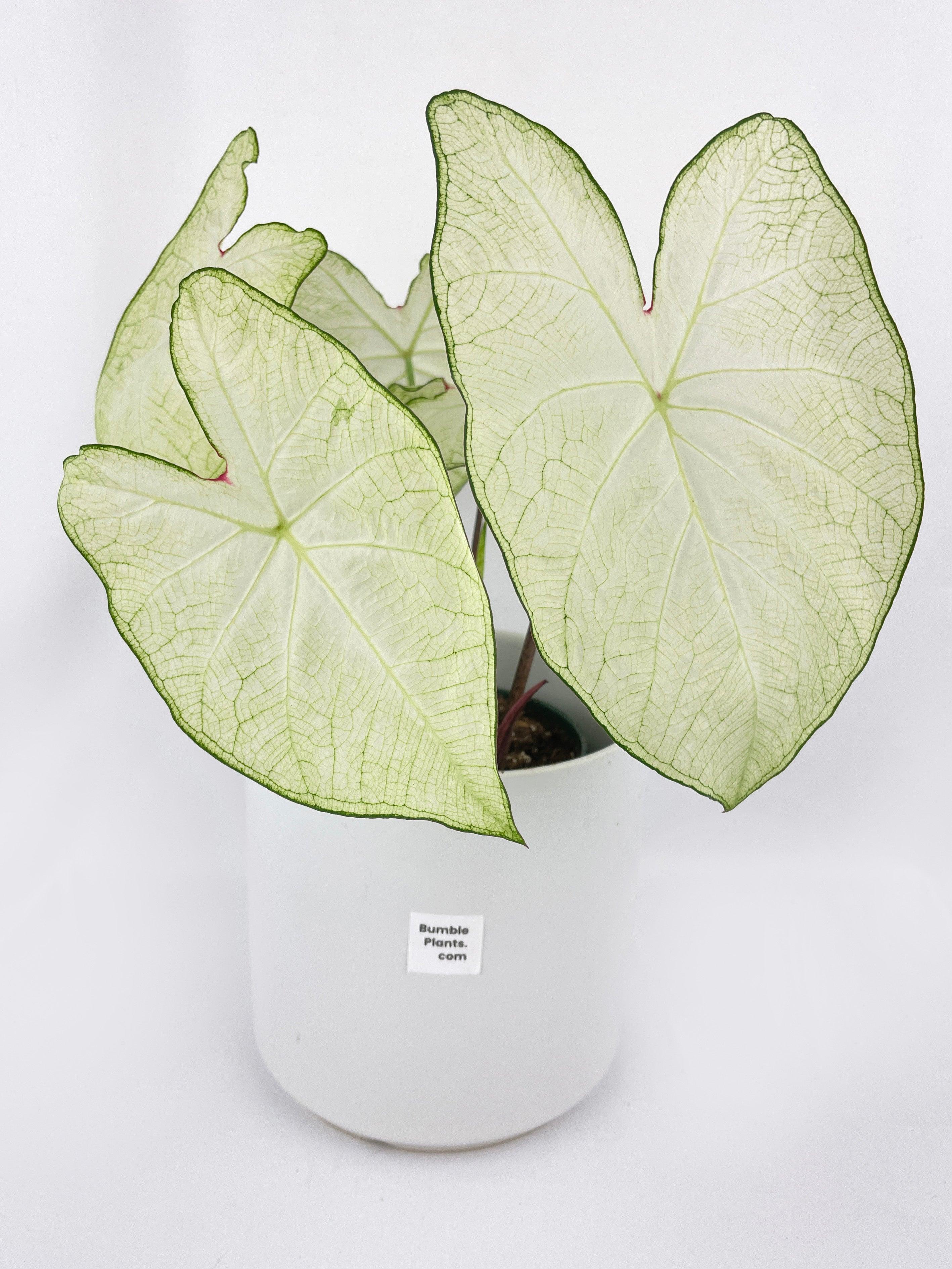 Caladium Florida Moonlight