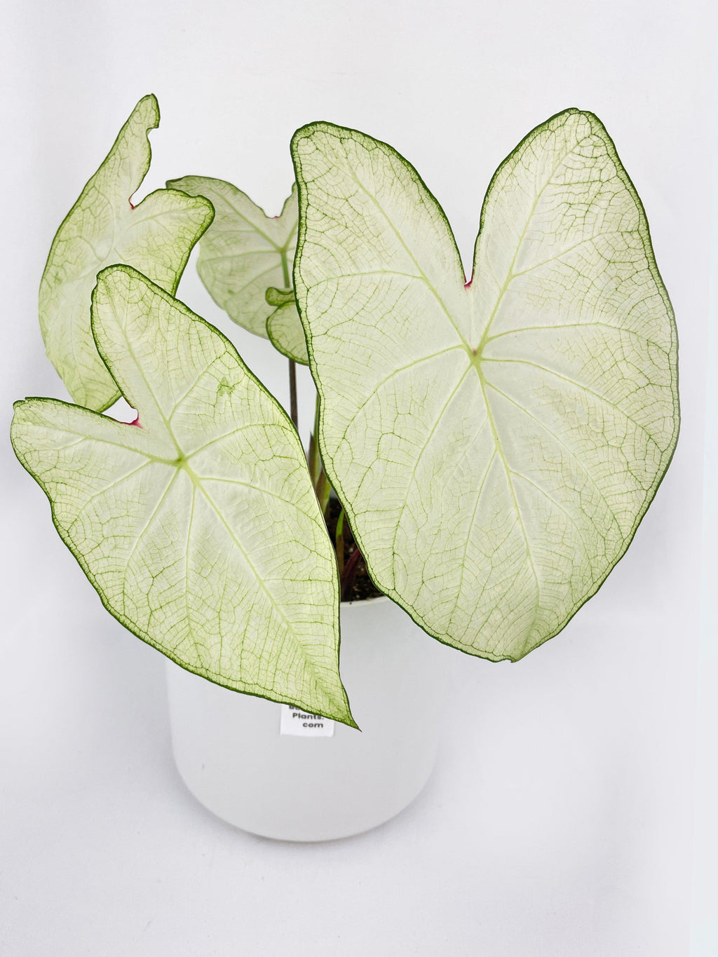 Caladium Florida Moonlight