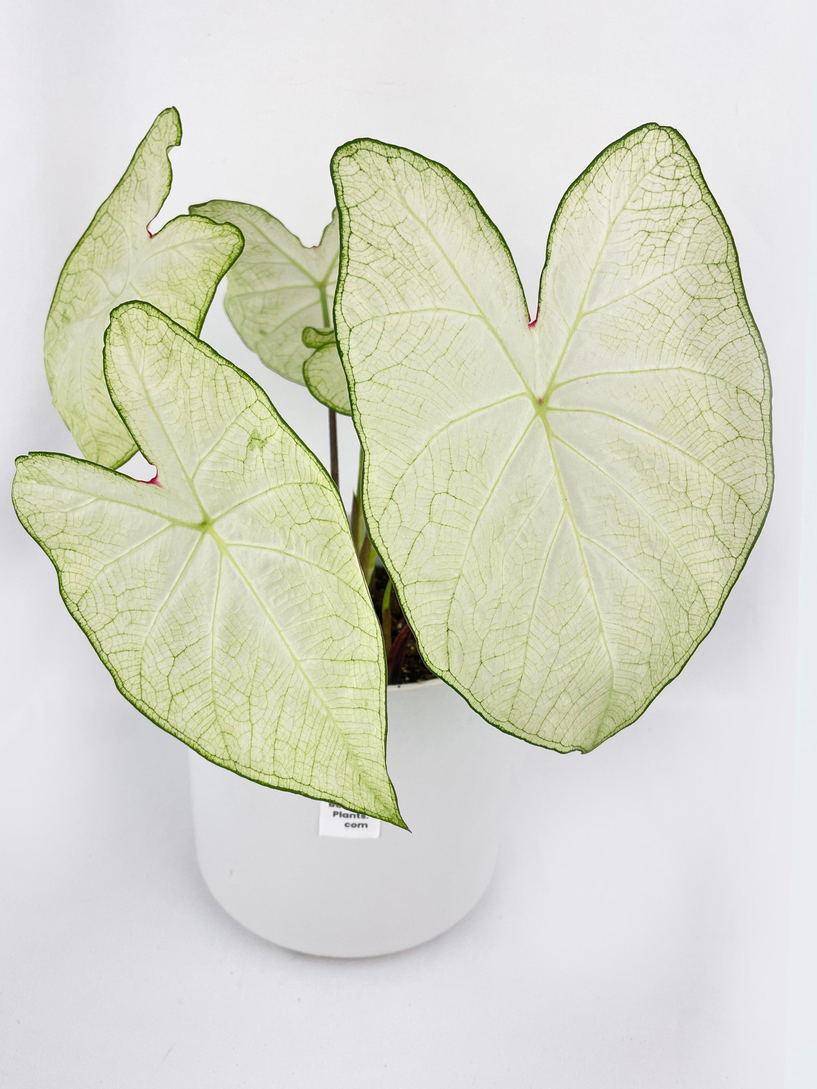 Caladium Florida Moonlight