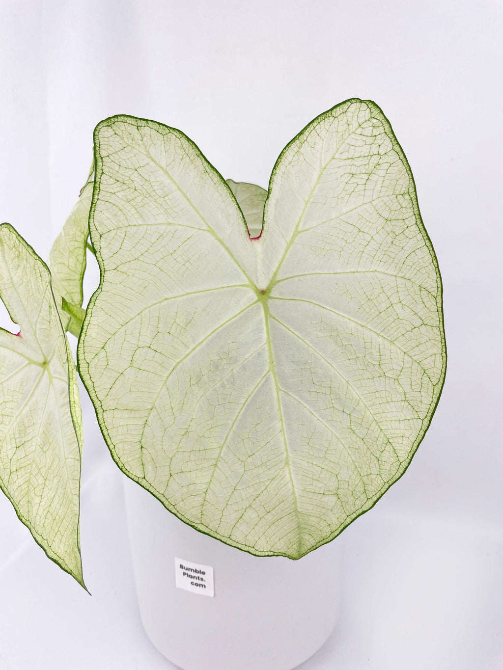 Caladium Florida Moonlight