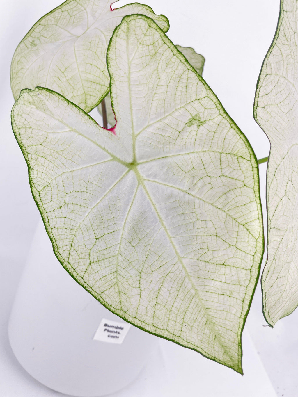 Caladium Florida Moonlight