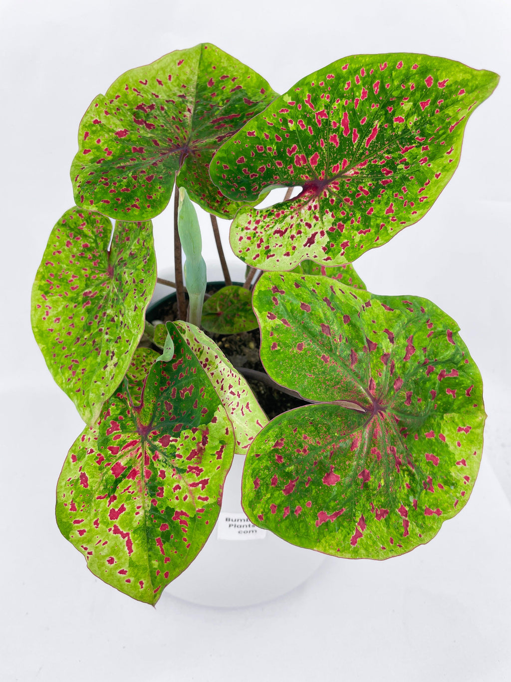 Caladium Miss Muffet