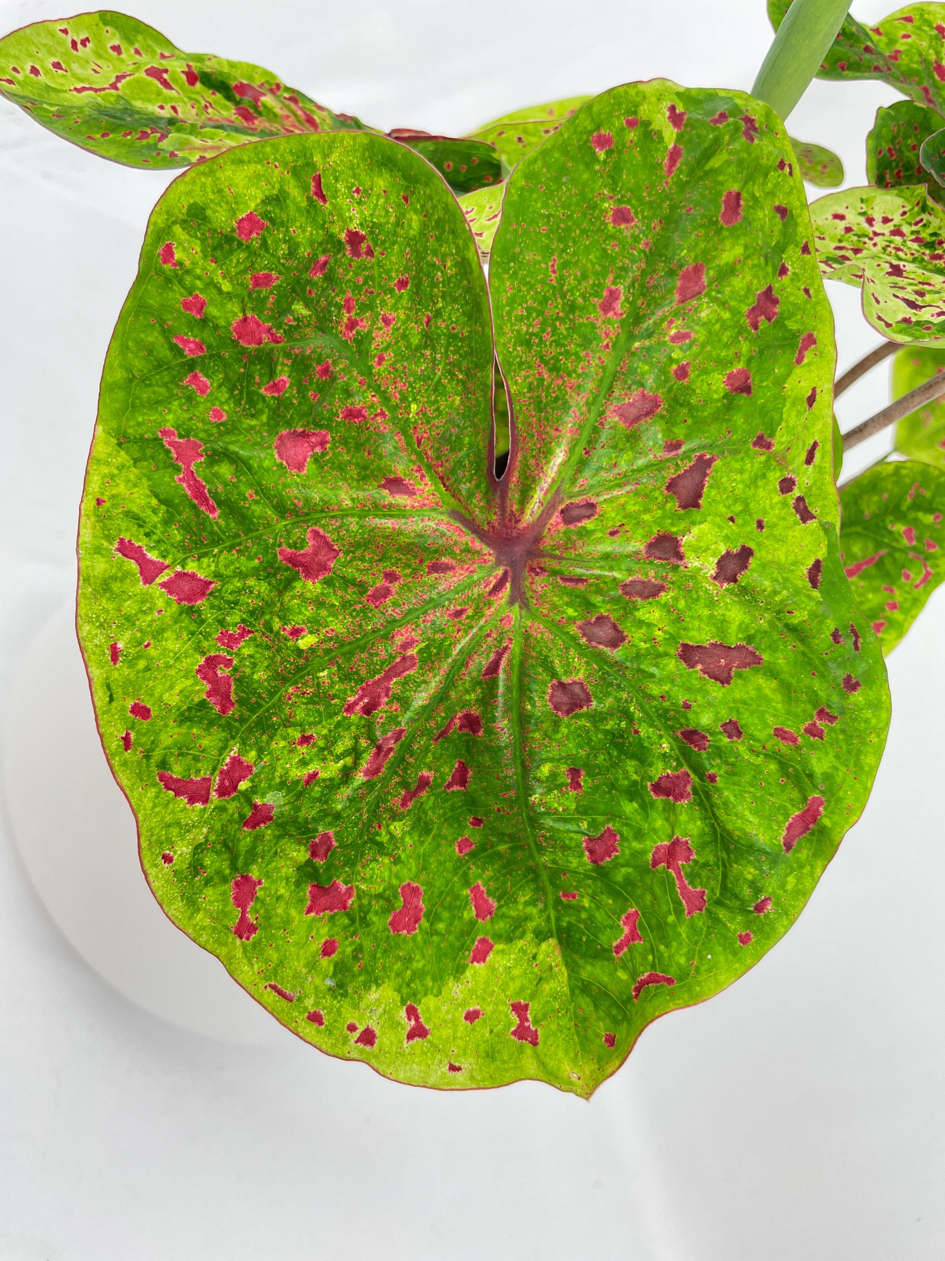 Caladium Miss Muffet