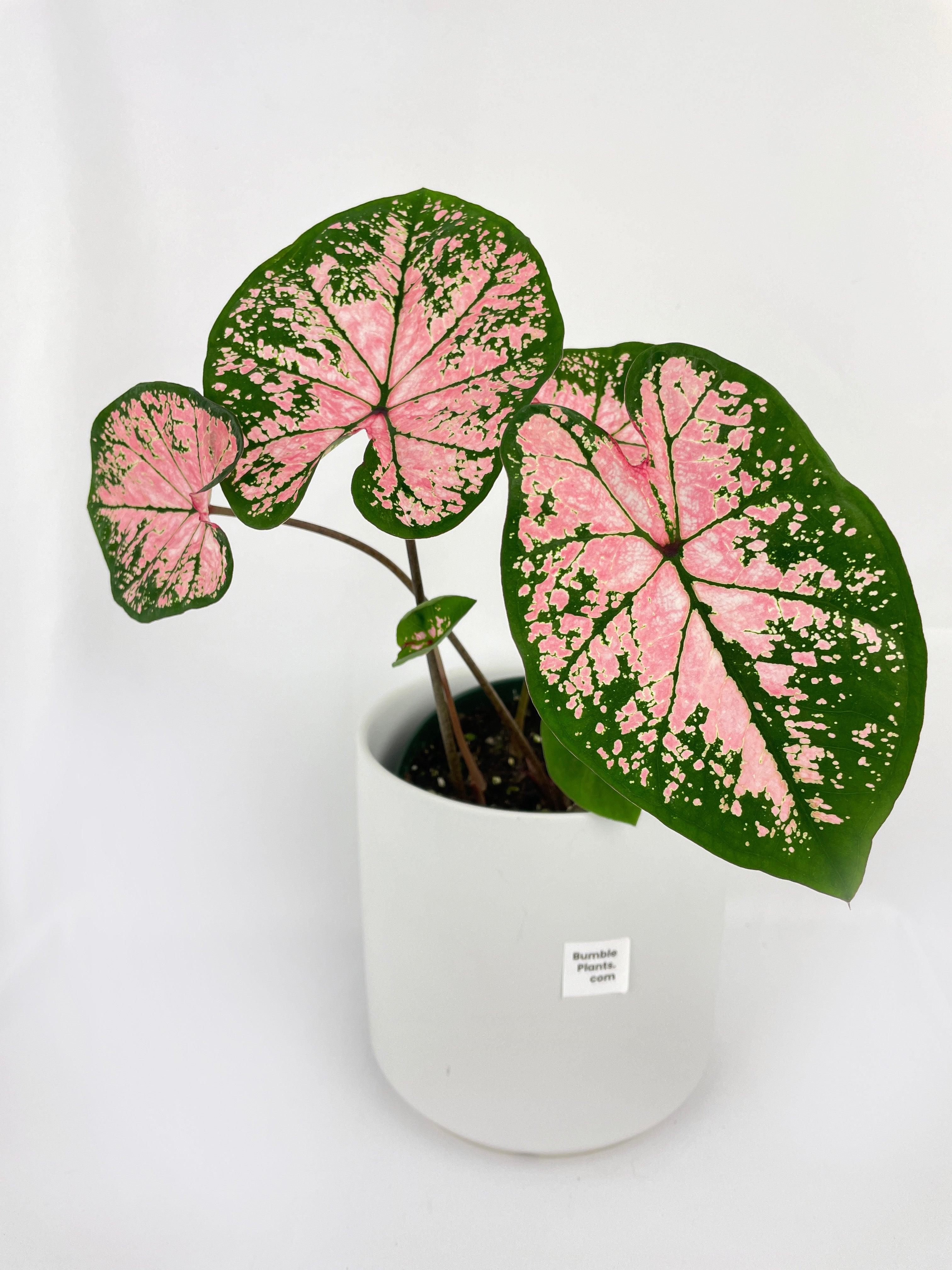 Caladium Pink Splash