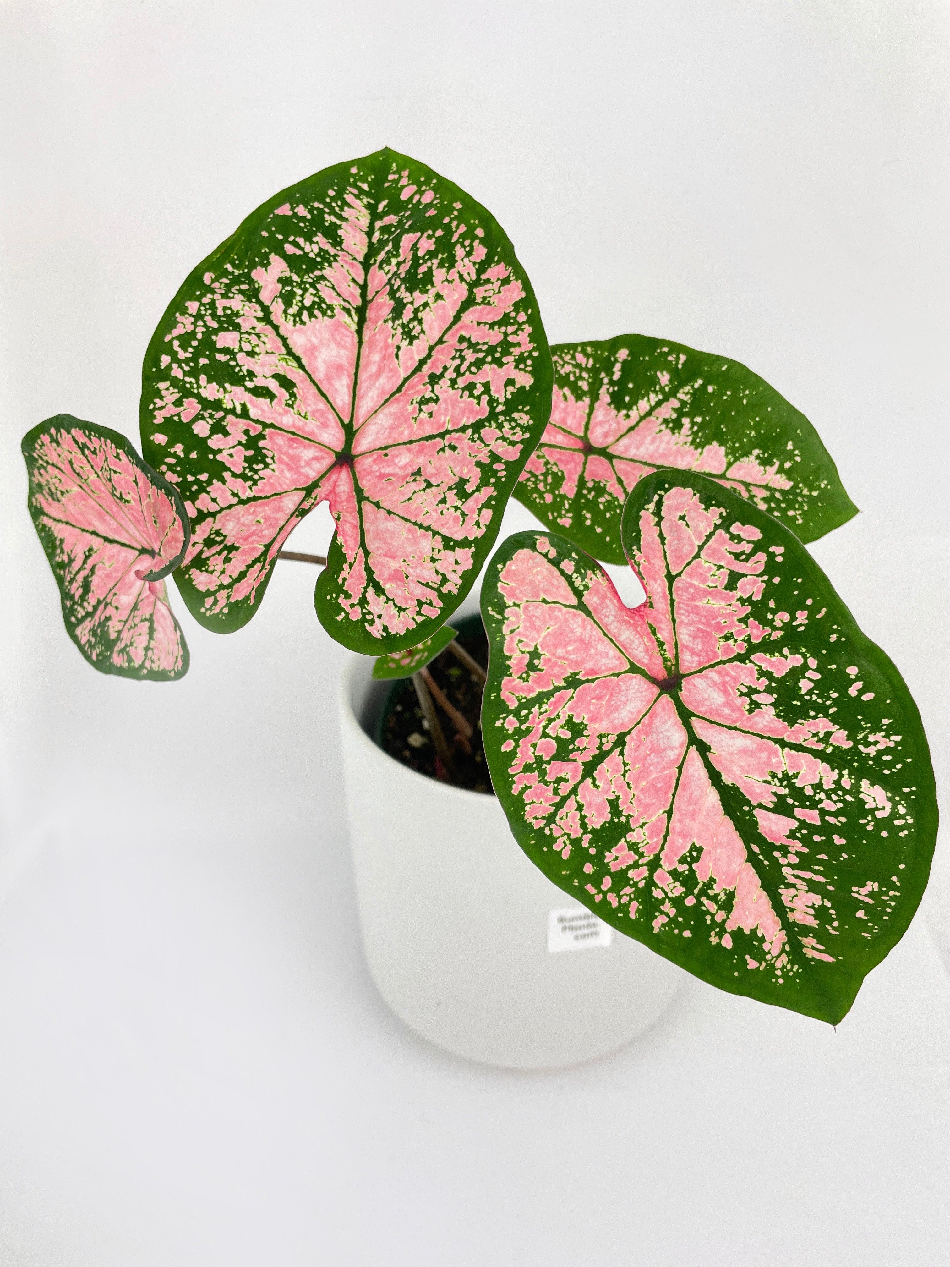 Caladium Pink Splash
