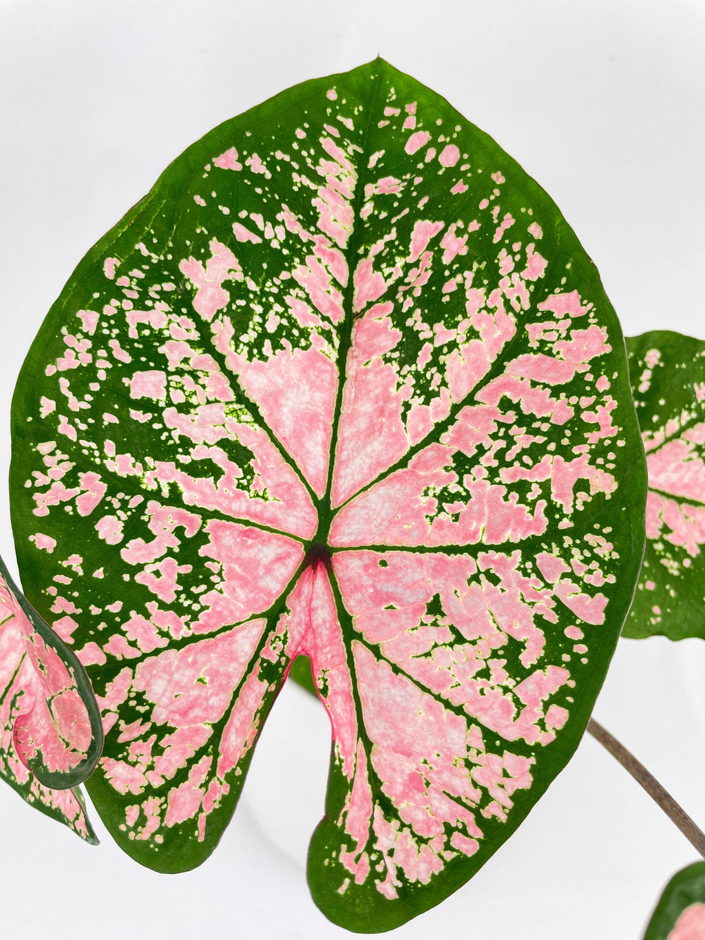 Caladium Pink Splash