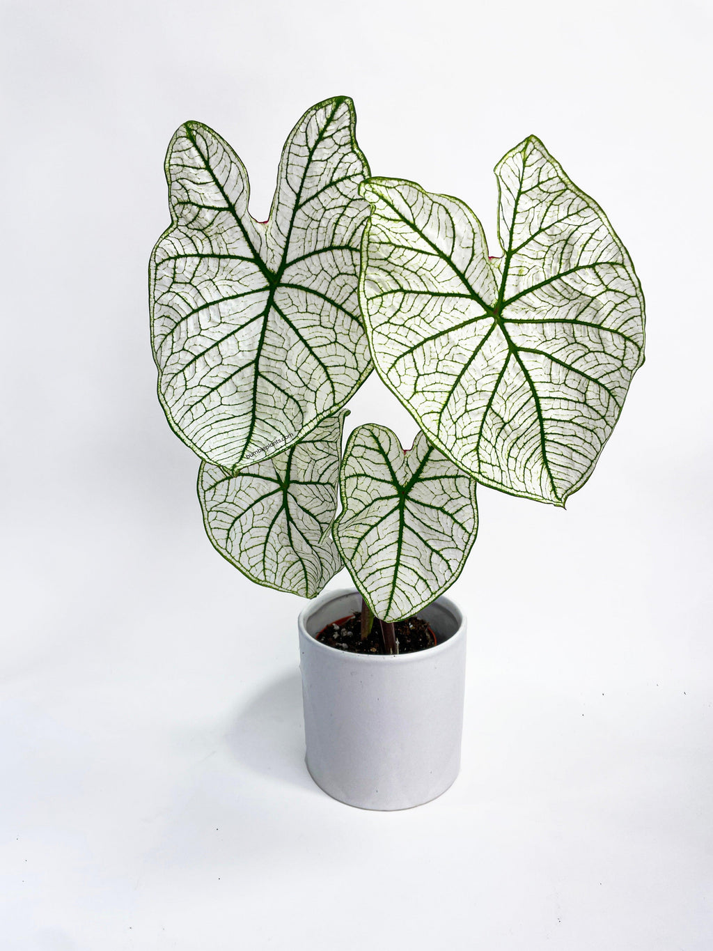 Caladium 'White Christmas' Butterfly Wings