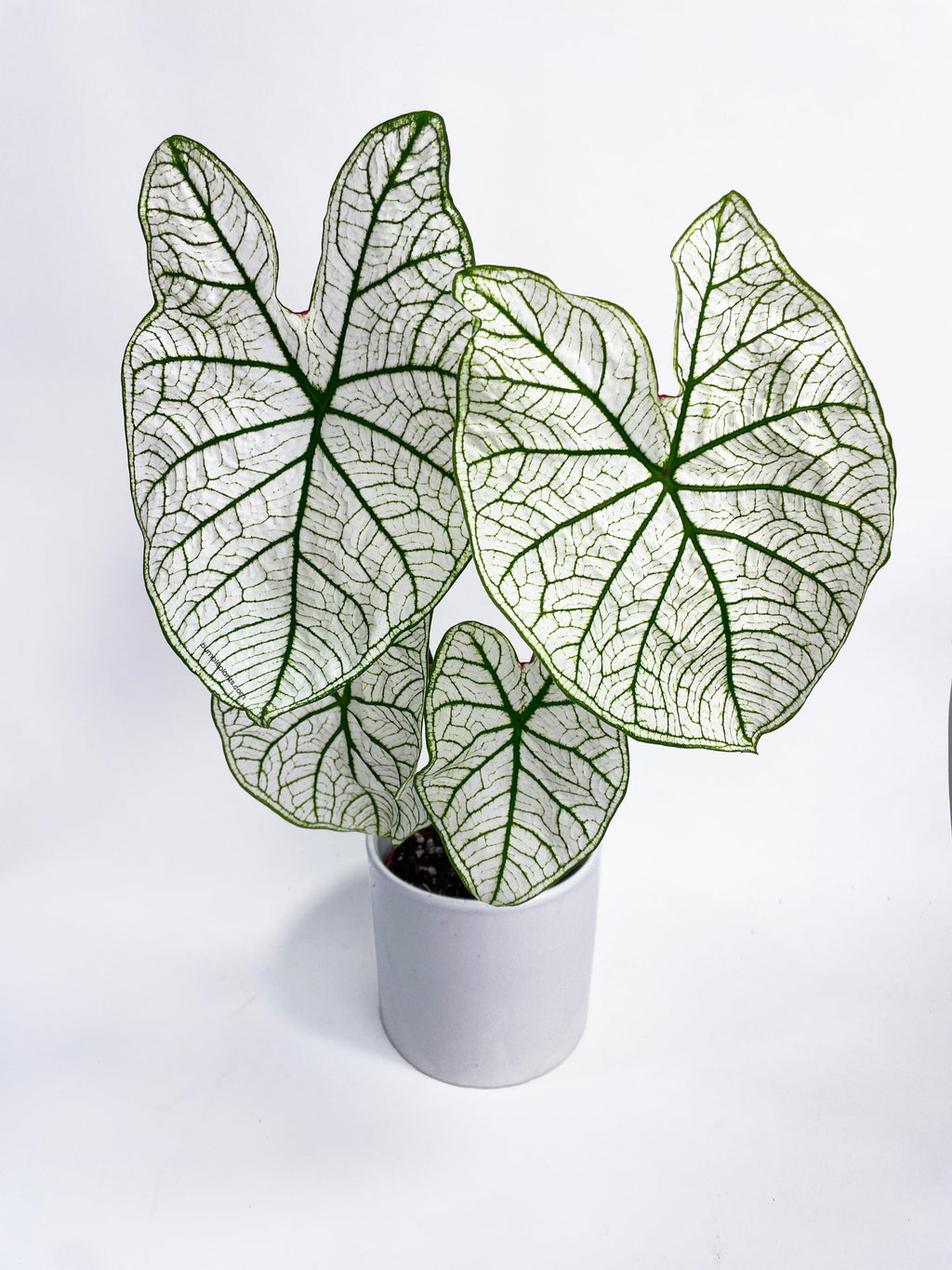 Caladium 'White Christmas' Butterfly Wings