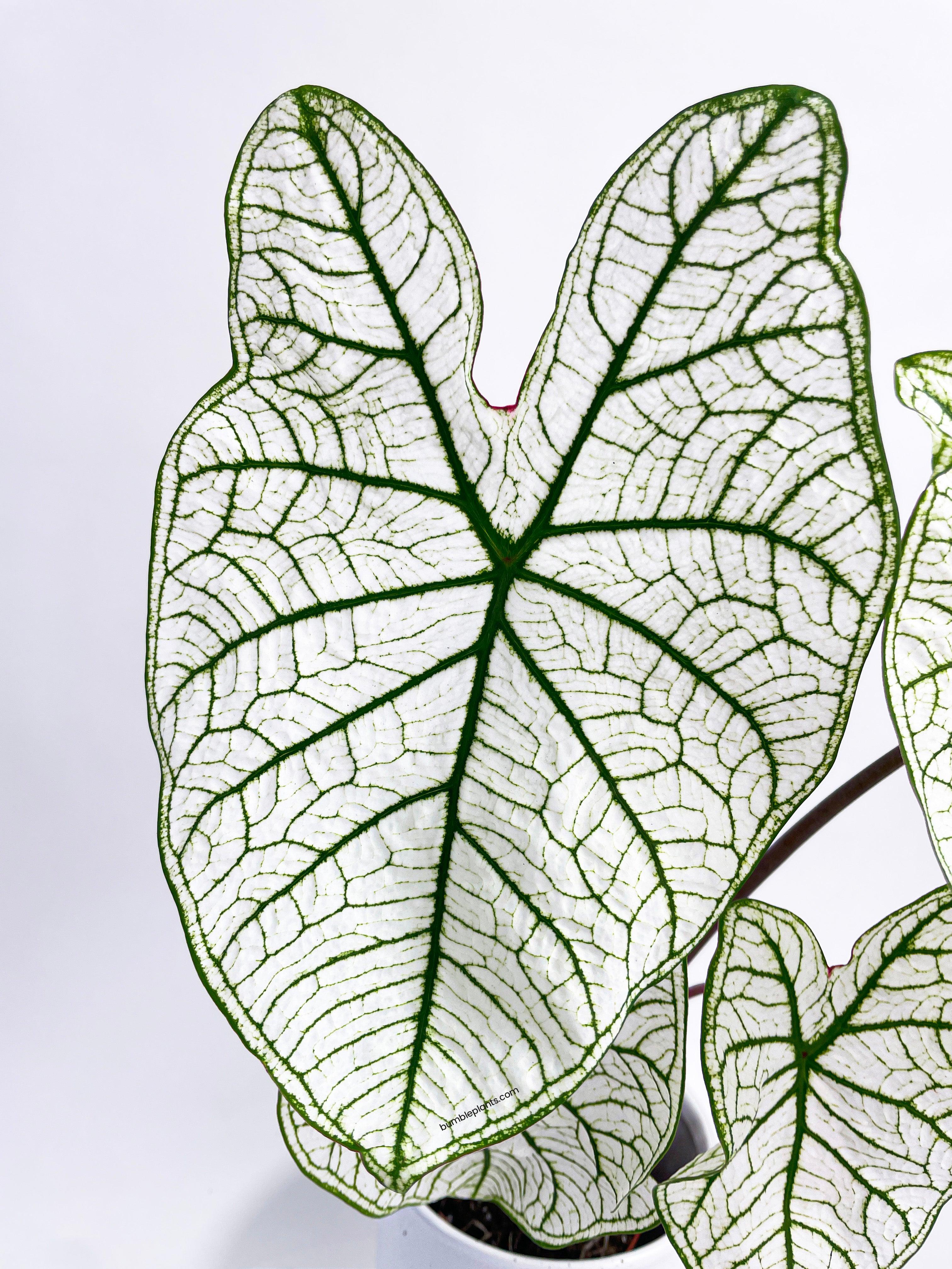 Caladium 'White Christmas' Butterfly Wings