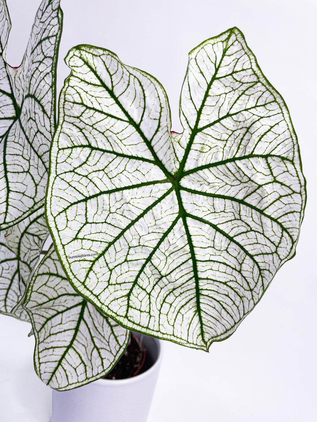 Caladium 'White Christmas' Butterfly Wings