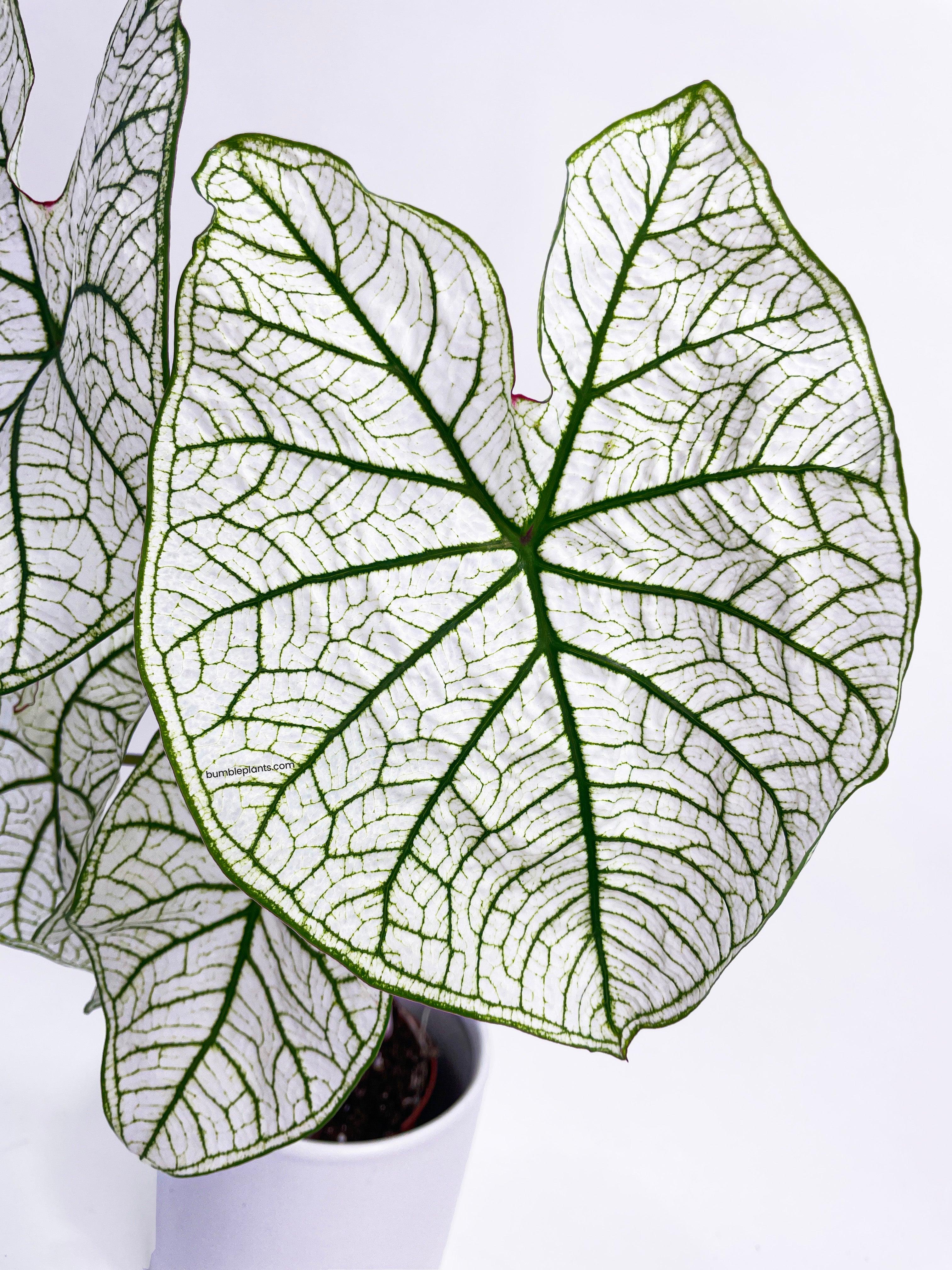 Caladium 'White Christmas' Butterfly Wings