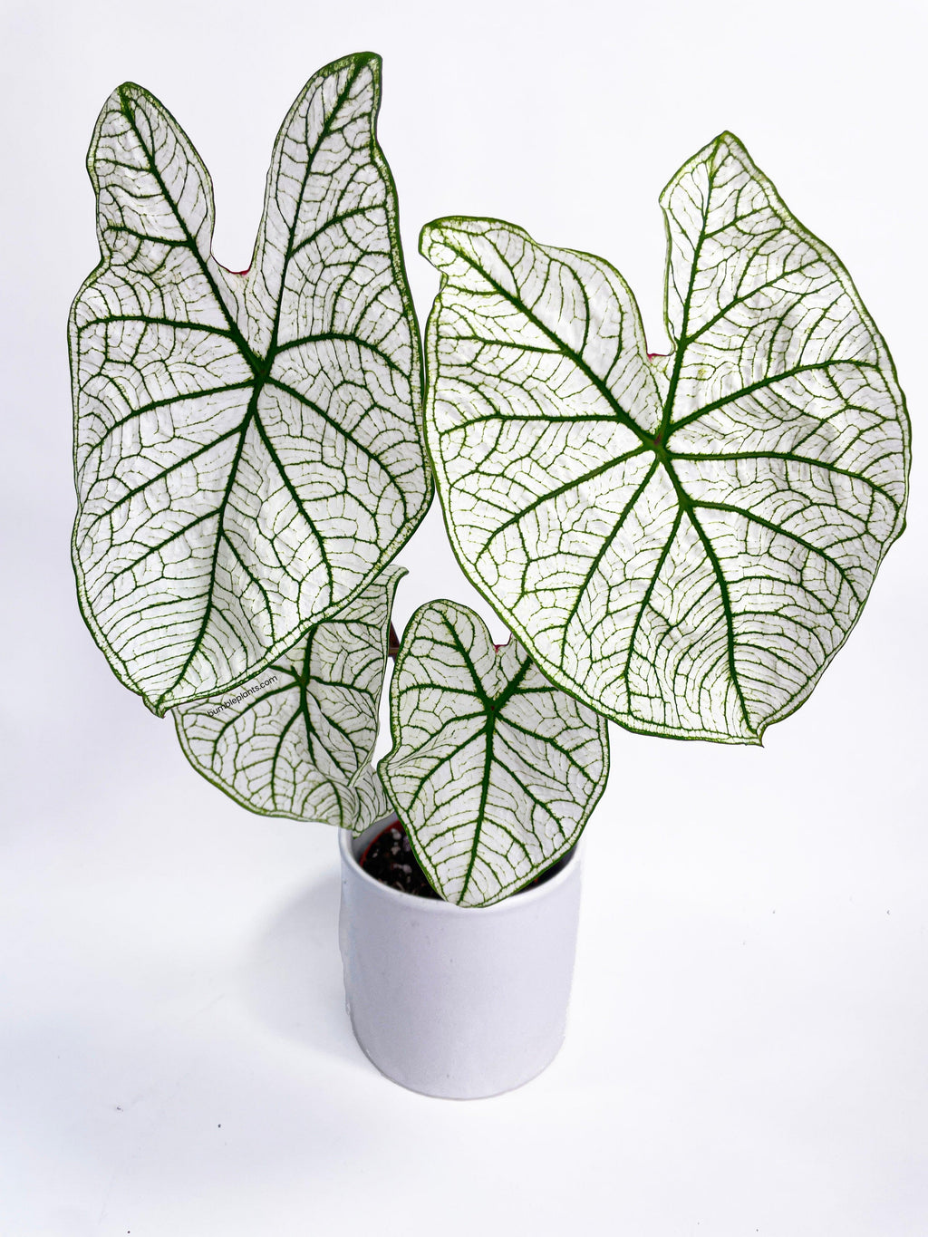 Caladium 'White Christmas' Butterfly Wings