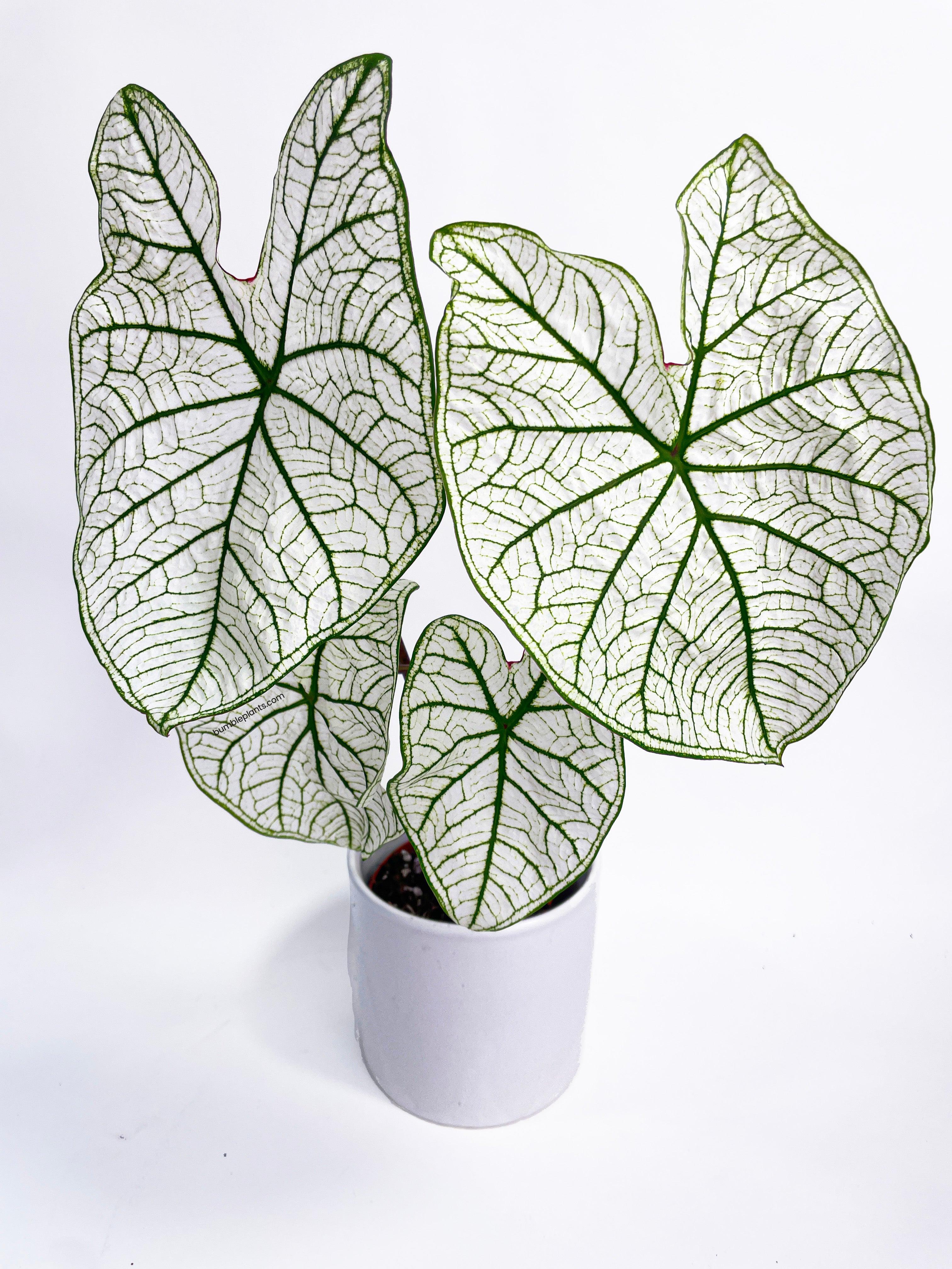 Caladium 'White Christmas' Butterfly Wings