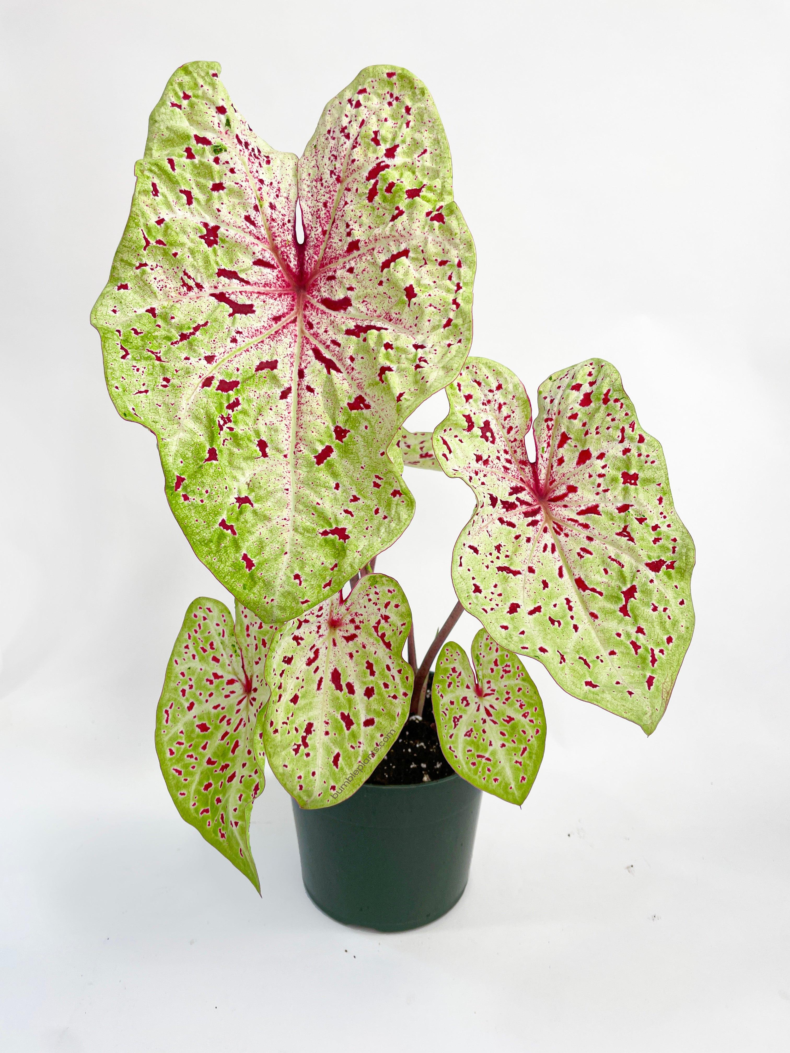 Caladium Miss Muffet