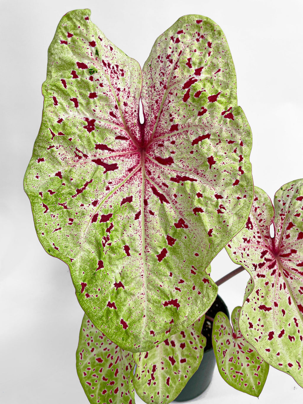 Caladium Miss Muffet
