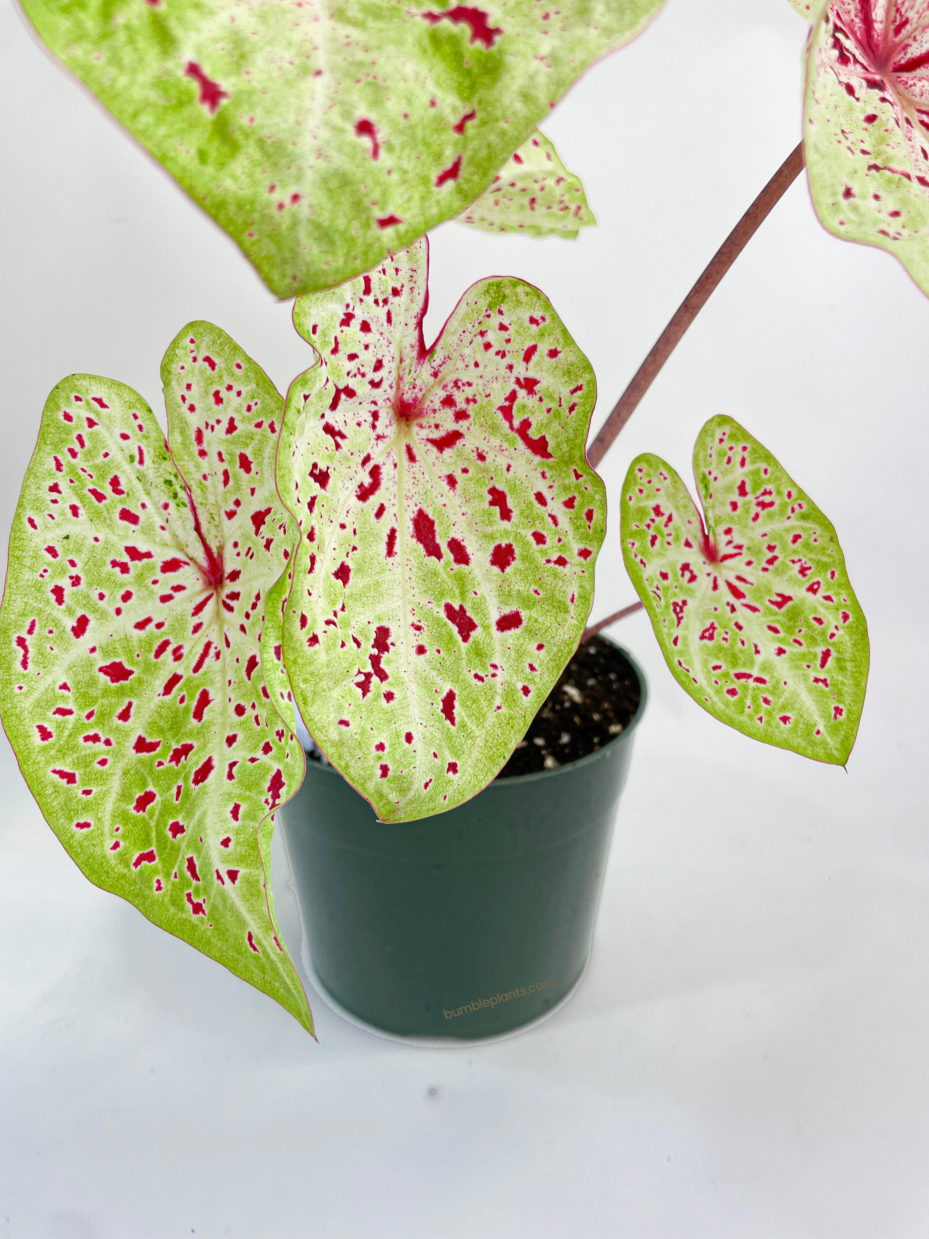 Caladium Miss Muffet